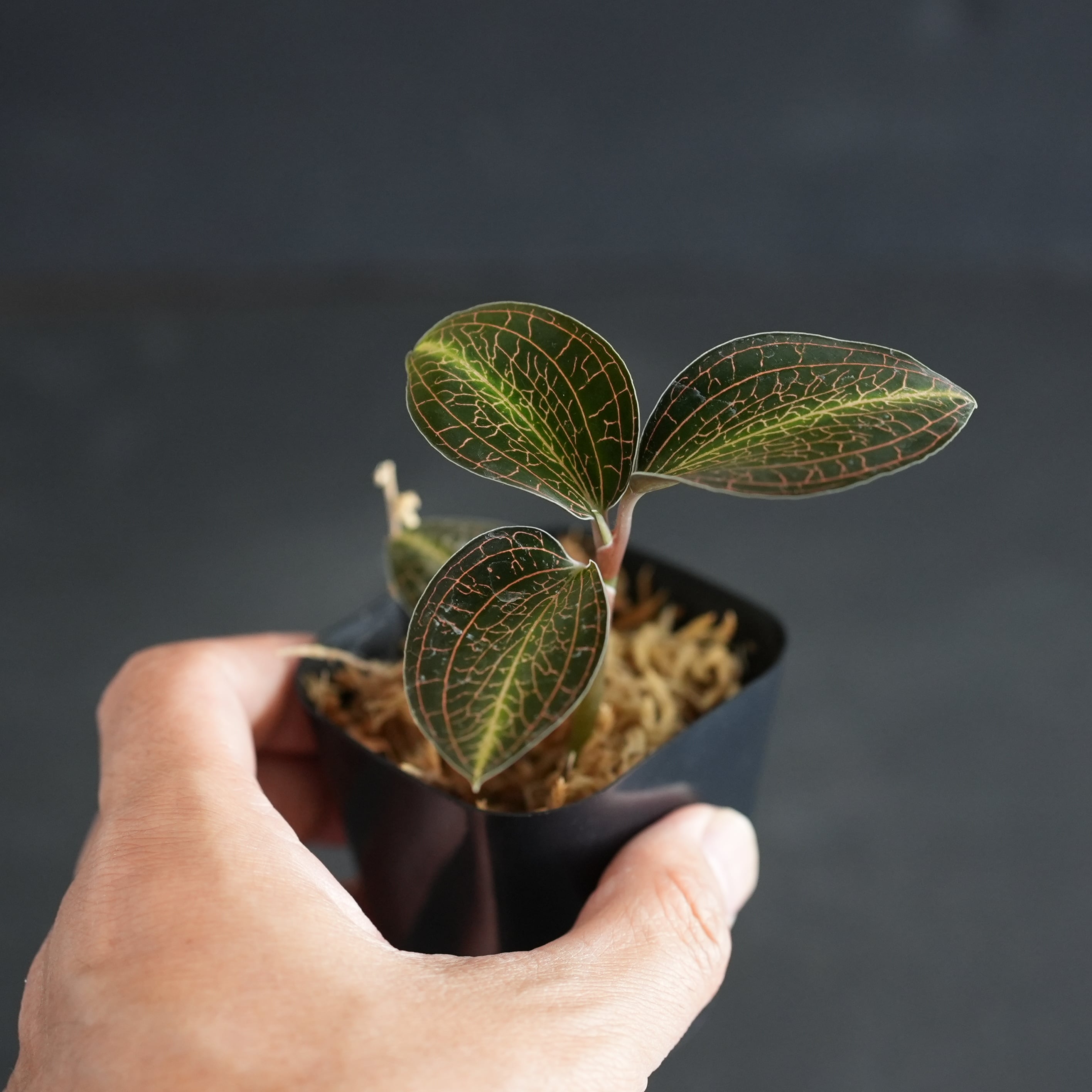 ◆現品◆Anoectochilus lylei 'Red Splash'【ジュエルオーキッド宝石蘭/TheGAKI】#875