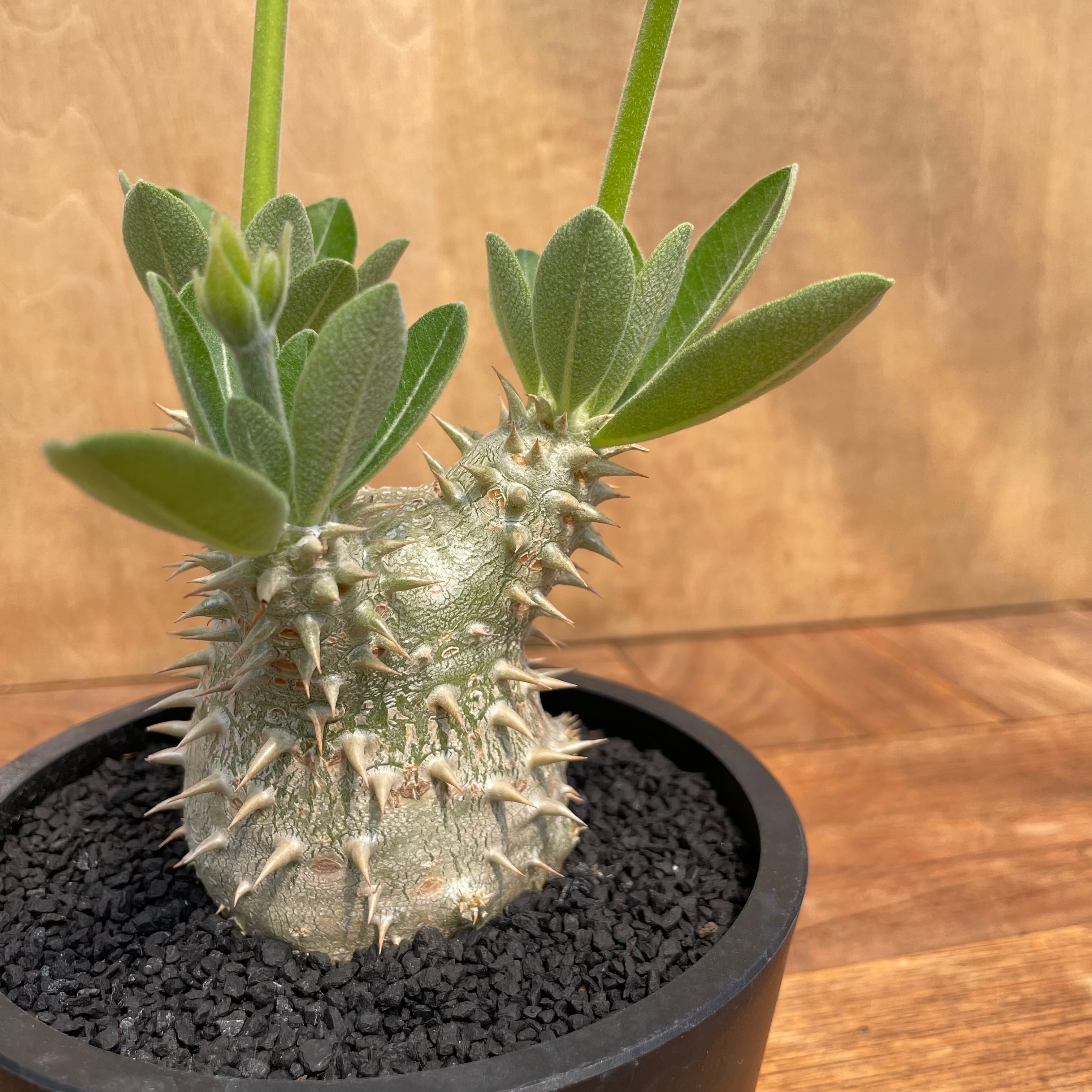 【引き取り限定】【10本セット】パキポディウム グラキリス 恵比寿大黒等 Pachypodium Densicaule【パキポディウム・恵比寿大黒・実生