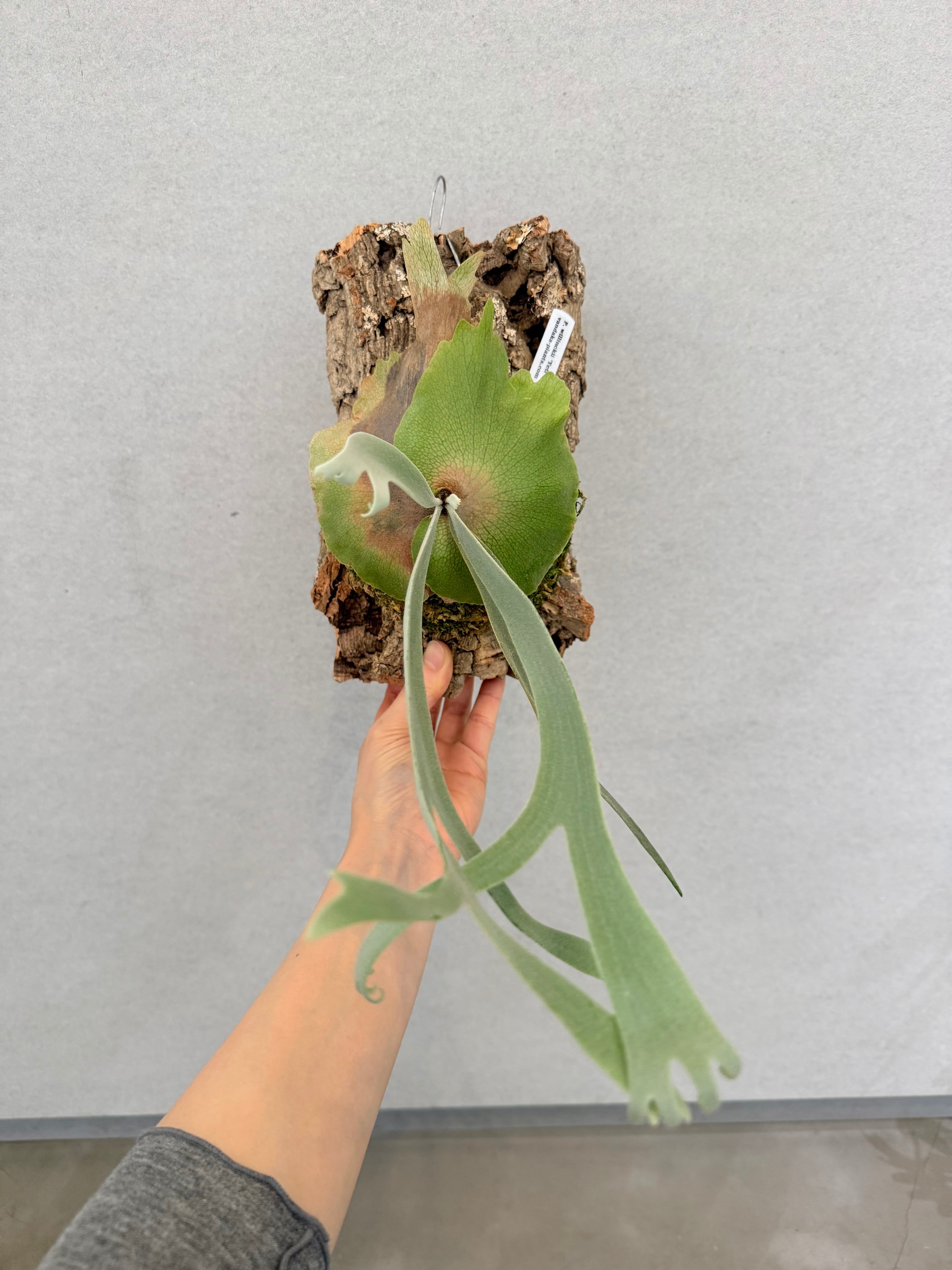 Platycerium_ビカクシダ | vandaka plants