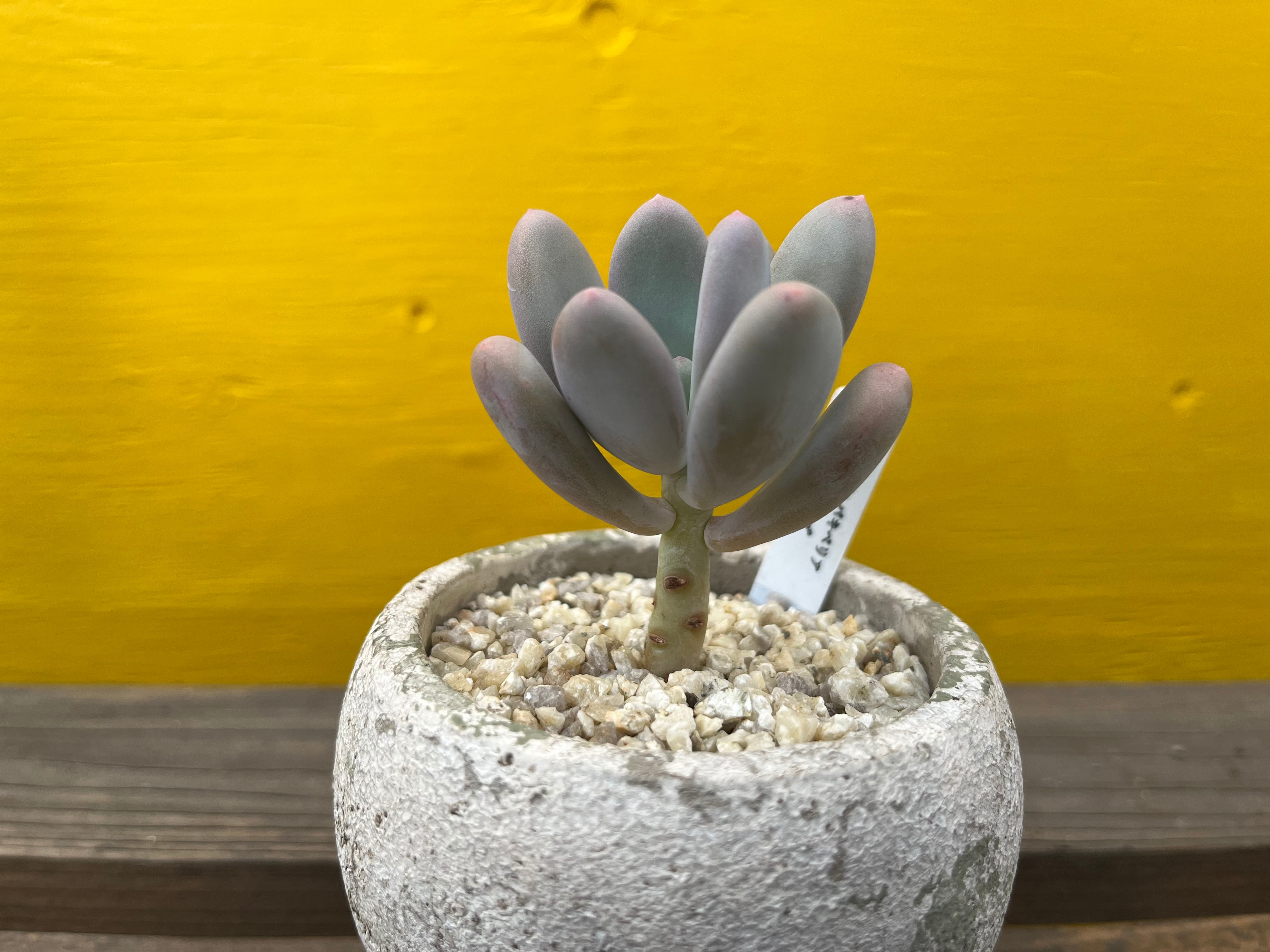 青緑色の多肉植物*2 Amazon｜多肉植物：ハオルチア 緑太線三角窓オブツーサ*｜観葉