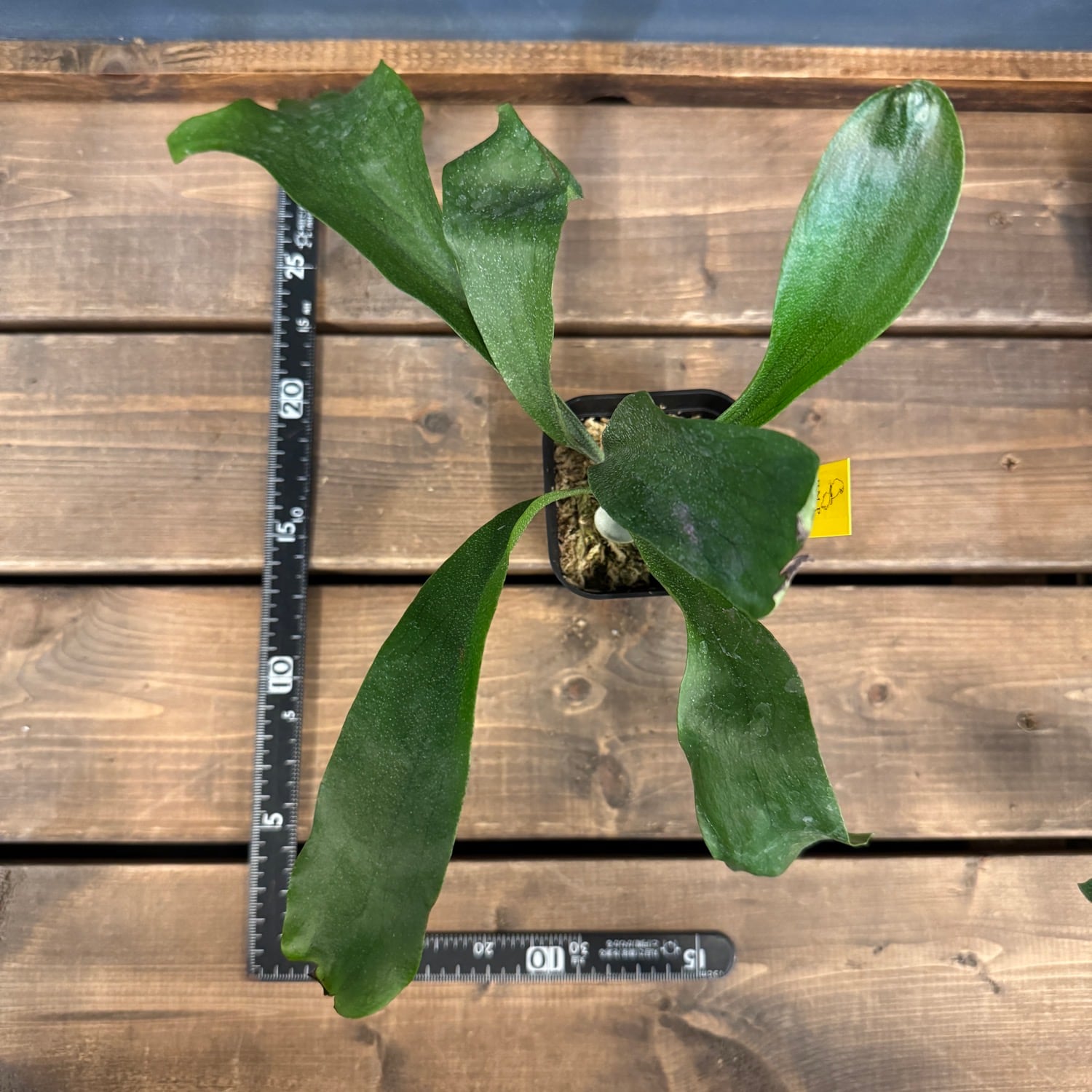 ビカクシダ Platycerium Trident(Mt Lewis × Hillii)【396
