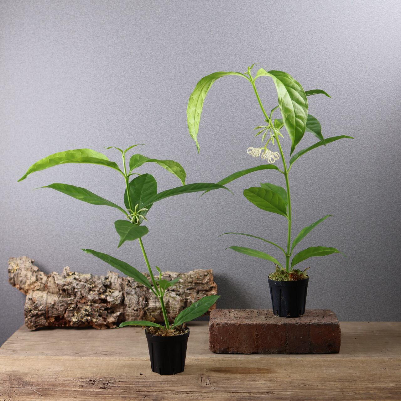600『ホヤ デシプラエ』花苗【送料無料】 | MARX PLANTS | 観葉植物