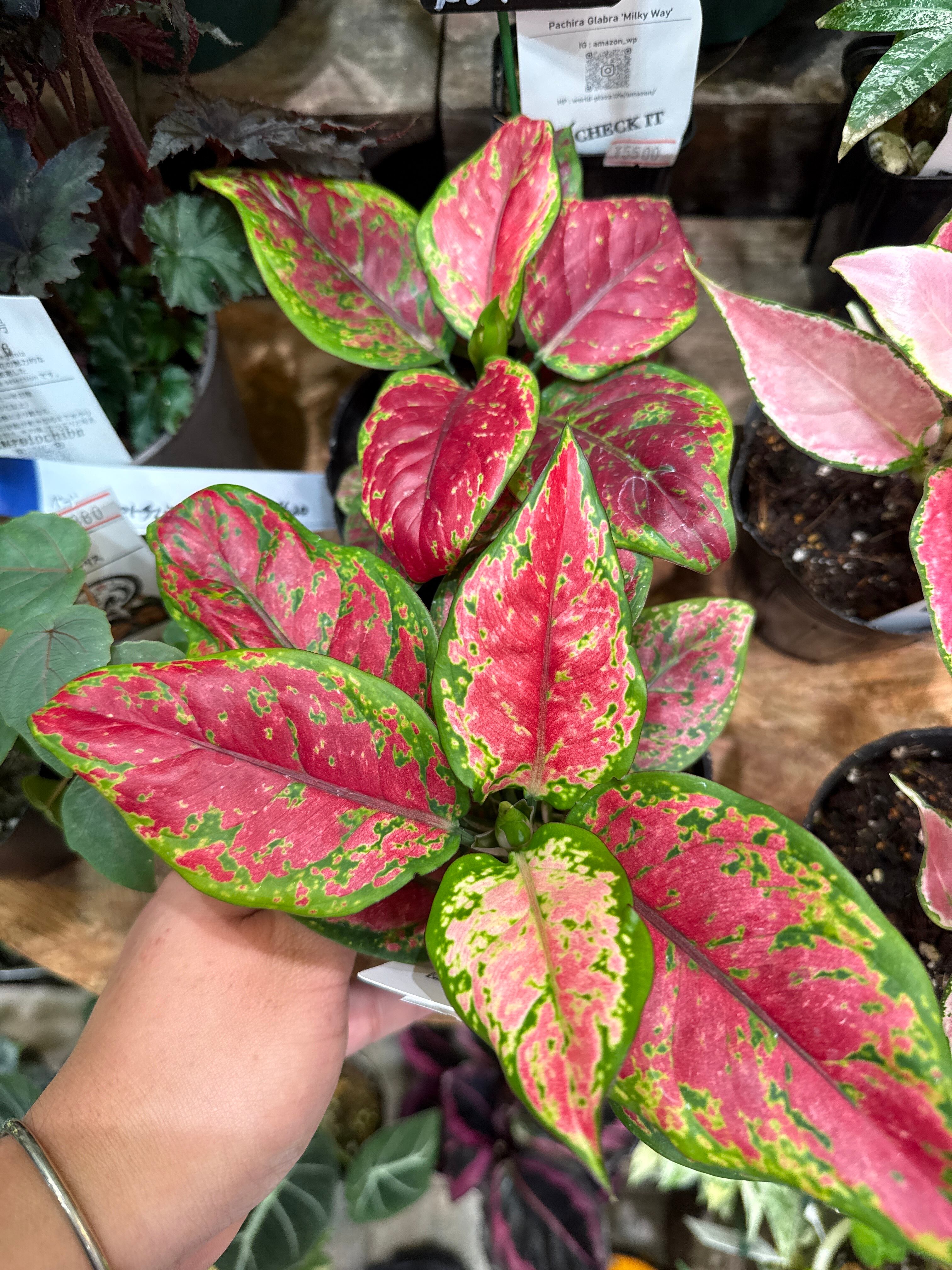 アグラオネマ アグラオネマ 'ブラックマルーン' | Gardenえん 【観葉熱帯植物】
