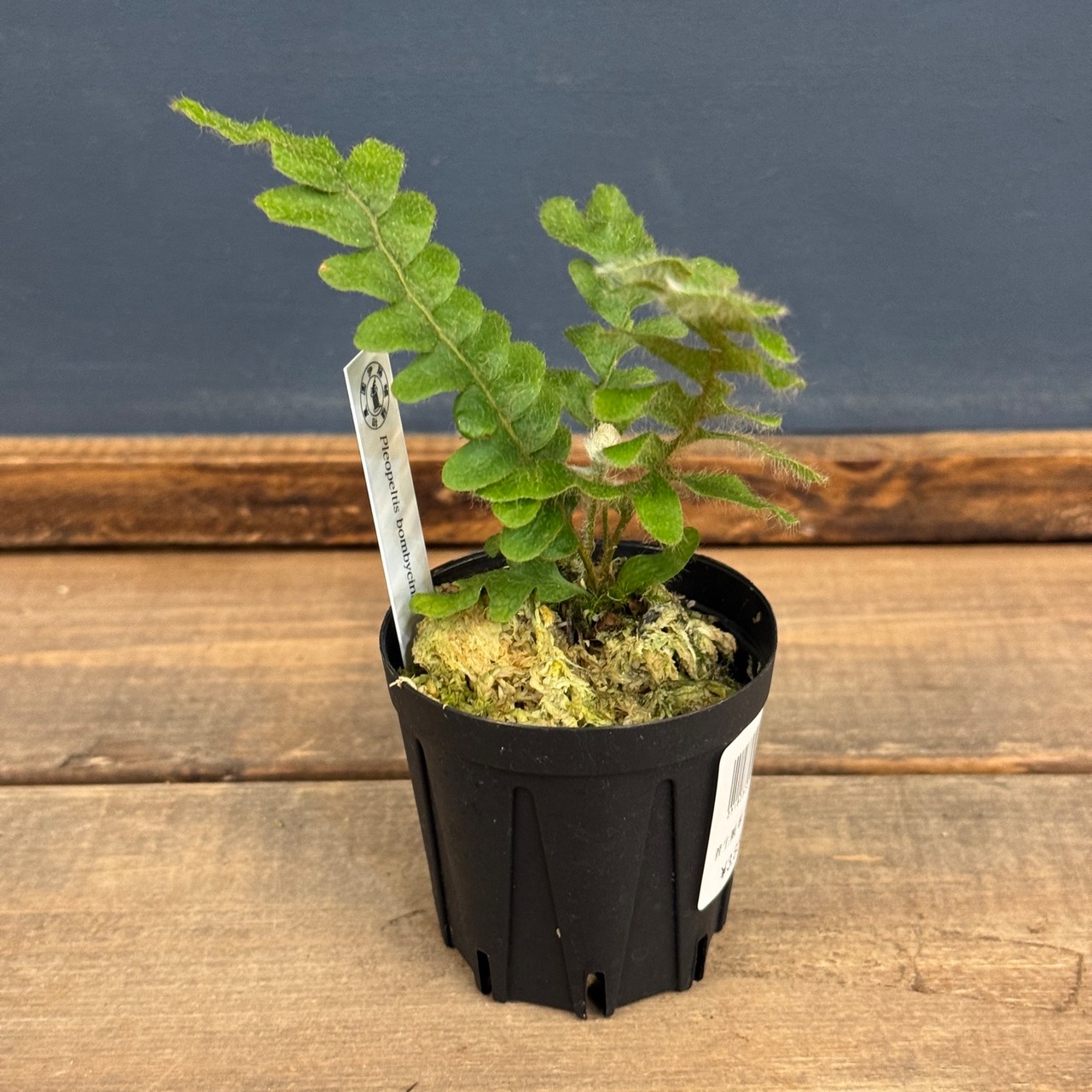 【伊藤蟻】Pleopeltis bombycina【1007】