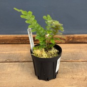 【伊藤蟻】Pleopeltis bombycina【1007】