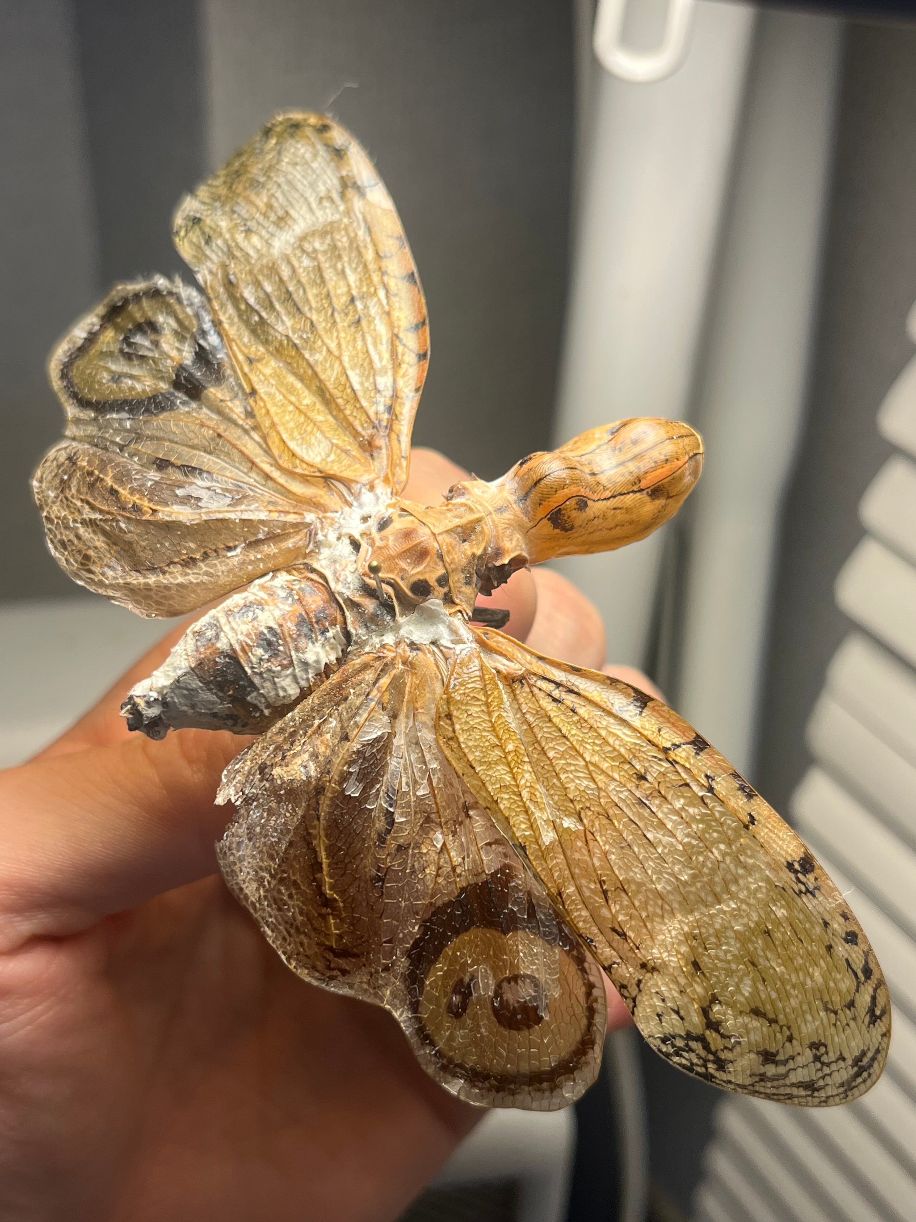 学名珍々】ヨツコブツノゼミ 標本ボッキディウム・チンチンナブリ