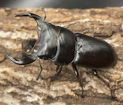 極太系《マレーアンタエウスオオクワ 67mm ペア》