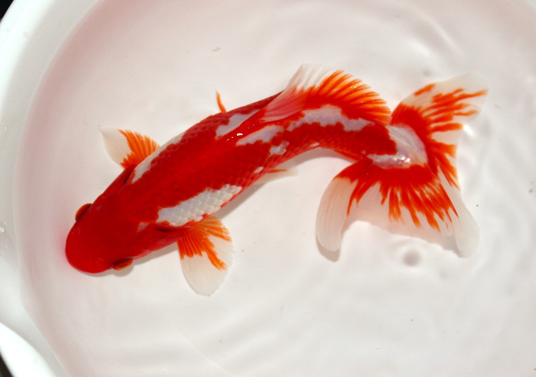 天明らんちゅう】□厳選本命魚□□ 特選魚 当歳 洗面器全部 特上品