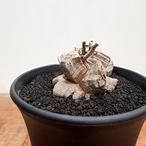 Dioscorea elephantipes【ディオスコレア・亀甲竜】