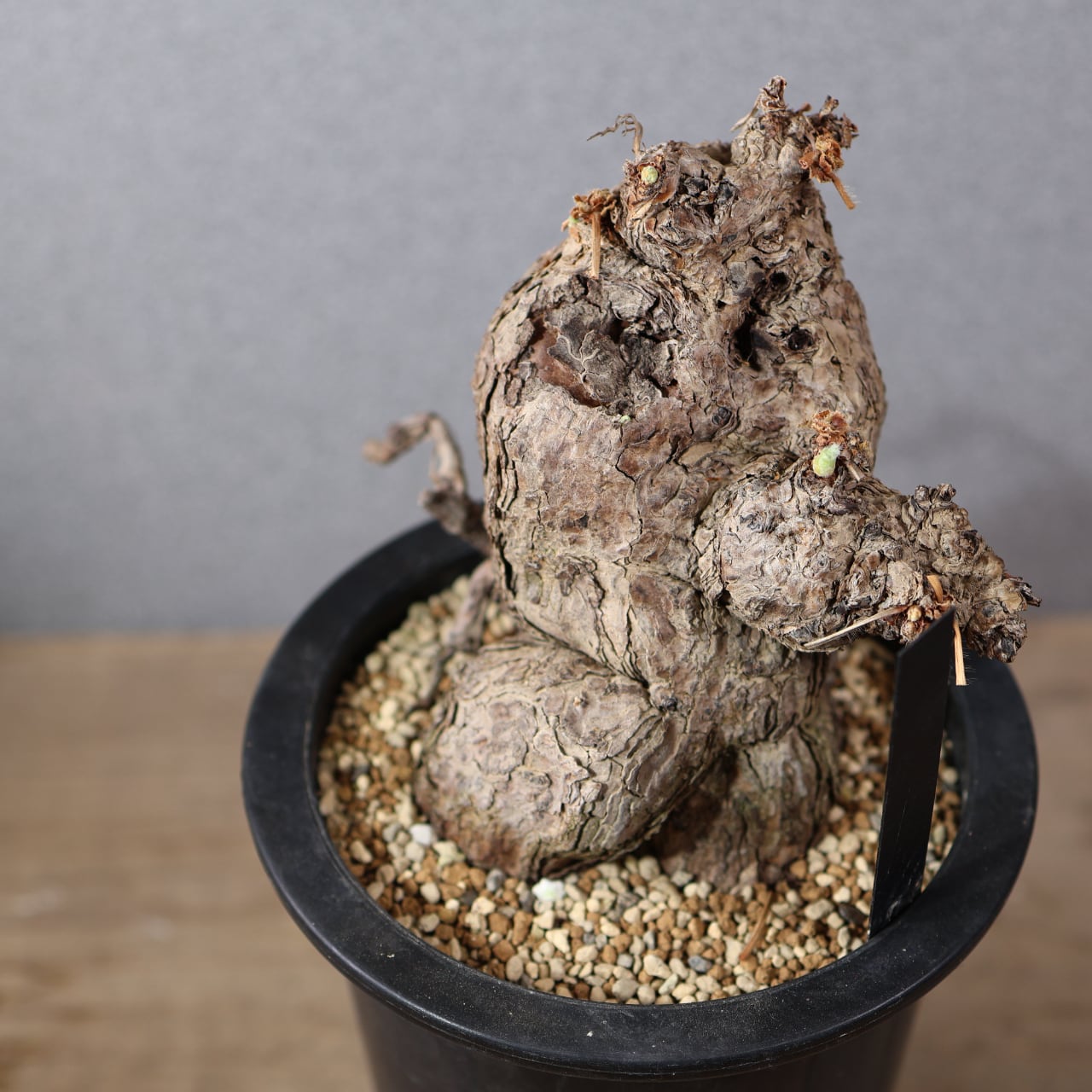 515『オリーブ ルッカ 陶器鉢』【送料無料】 | MARX PLANTS | 観葉植物