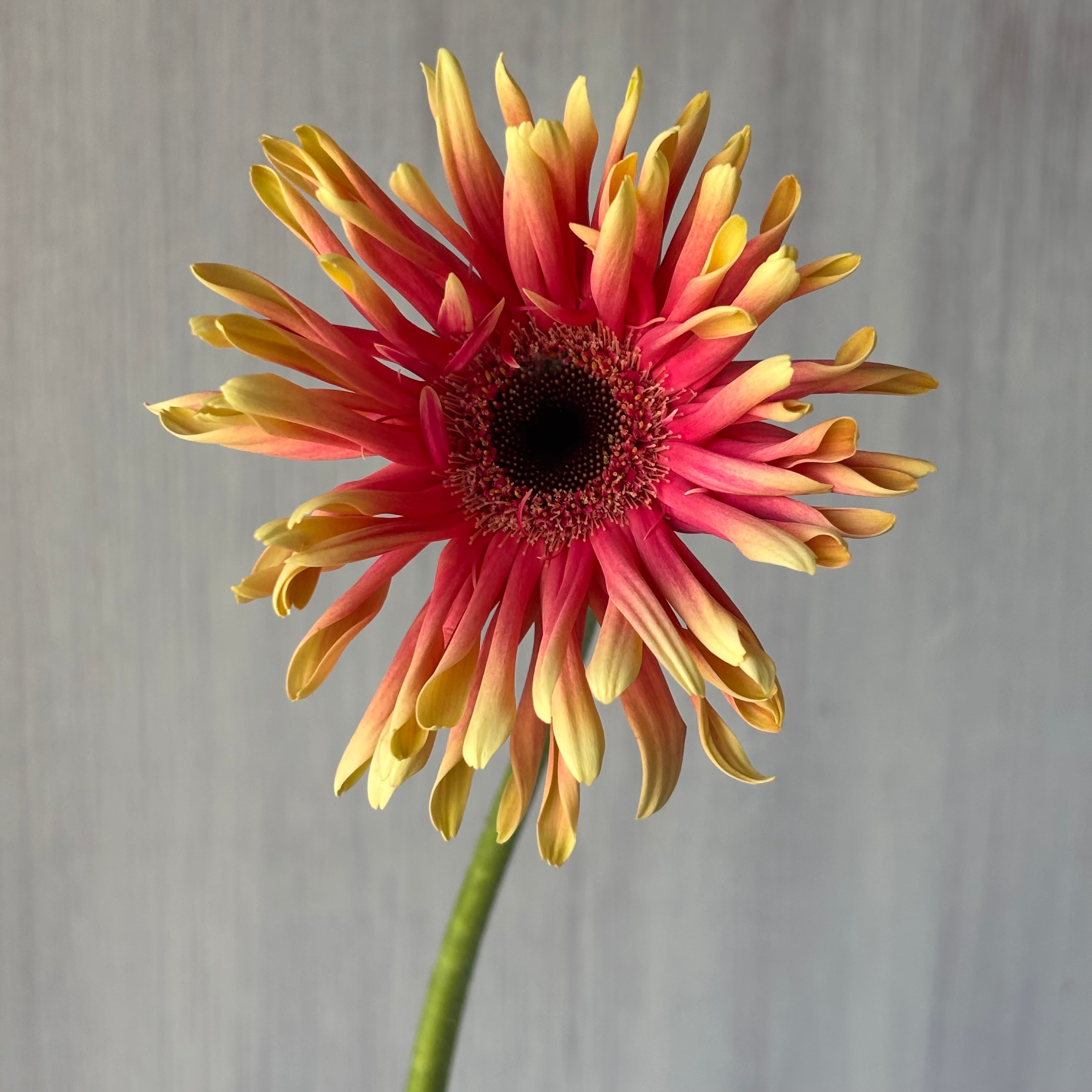 ポップキュートな大輪ガーベラ レベルタイフーン （クリーム複色） 10