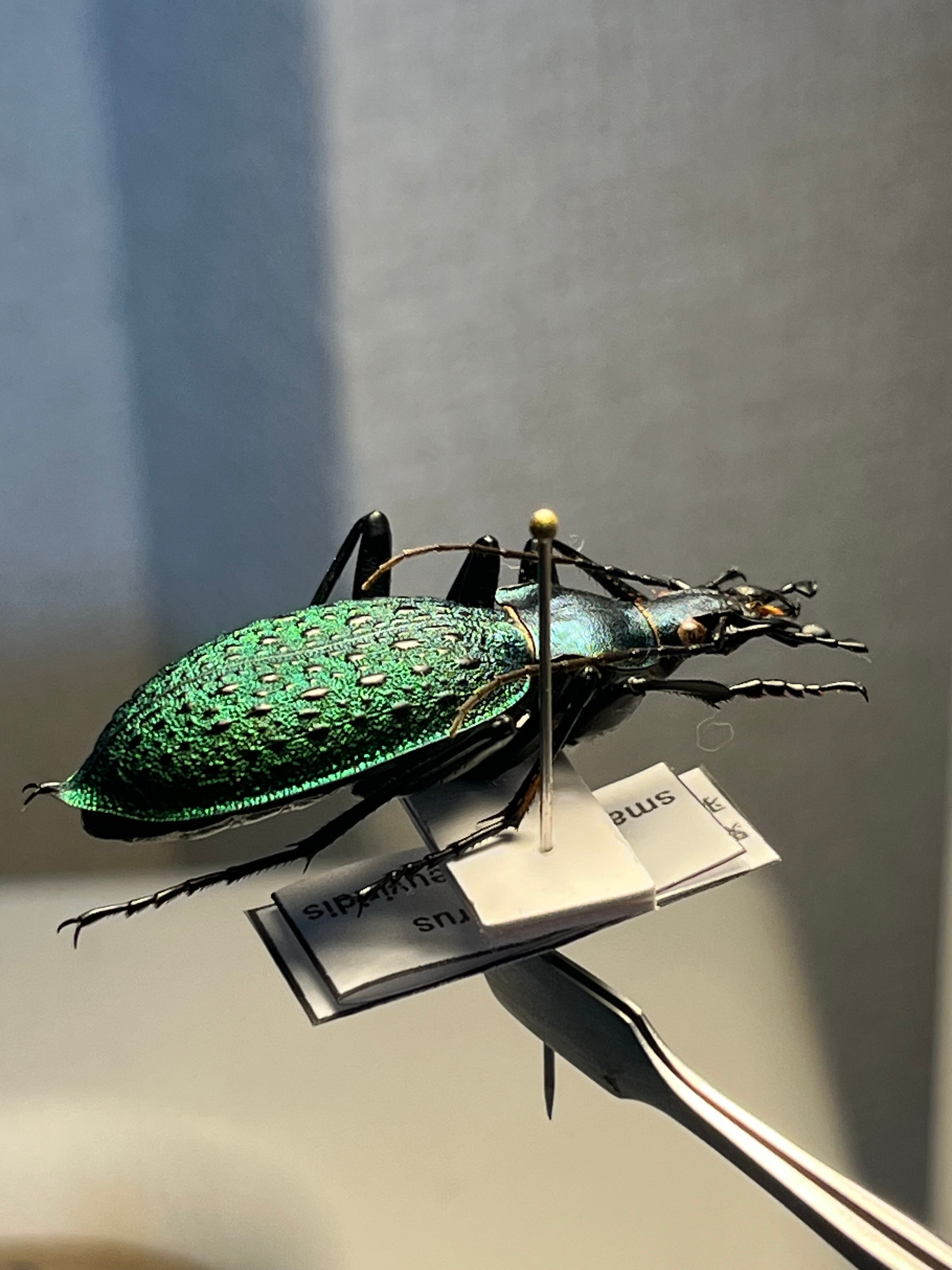 極美個体】アオカブリモドキ オサムシ標本 オサムシ マイマイカブリ