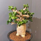 【新着3日限定10%OFF】アデニウム　獅子葉 アラビクム【1200】