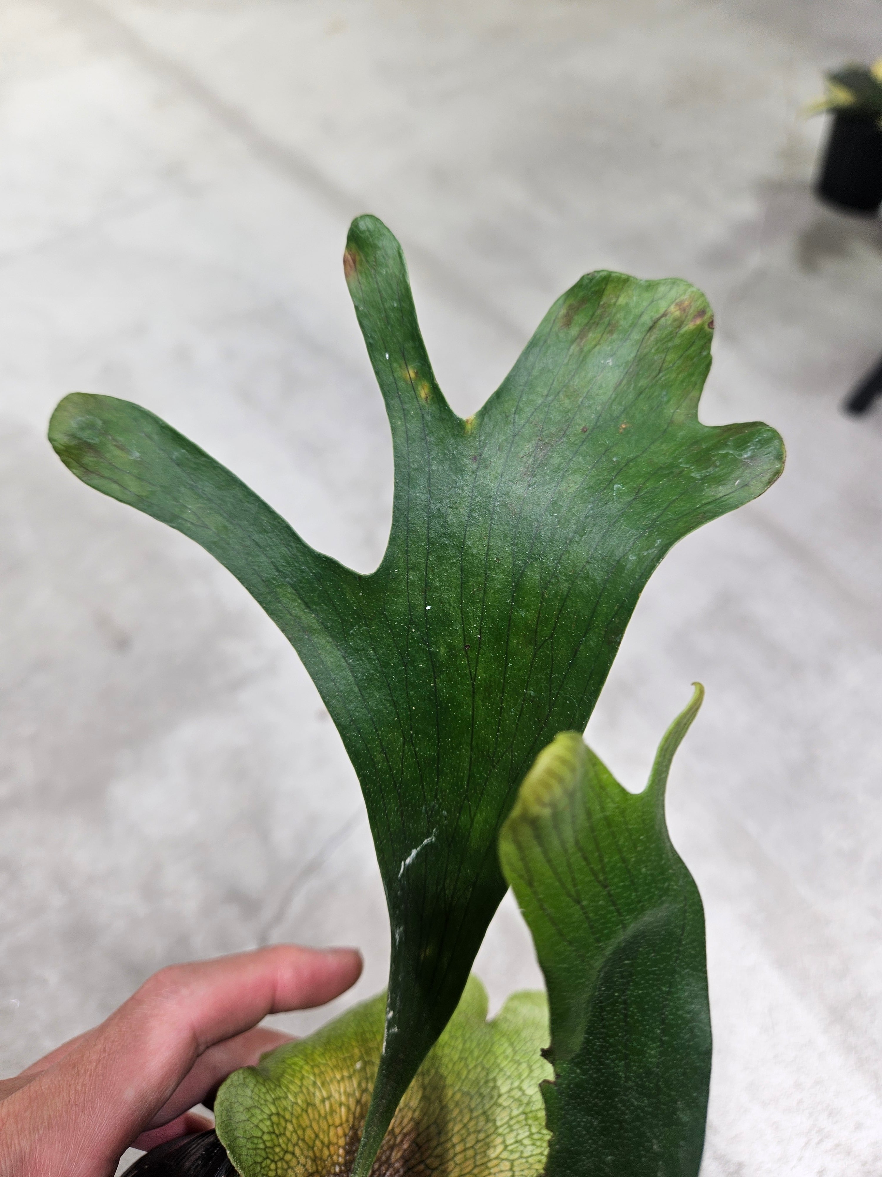 P. RP Sporeling (hillii Rod Pattison)【artPLANTs/PLANTS GARAGE