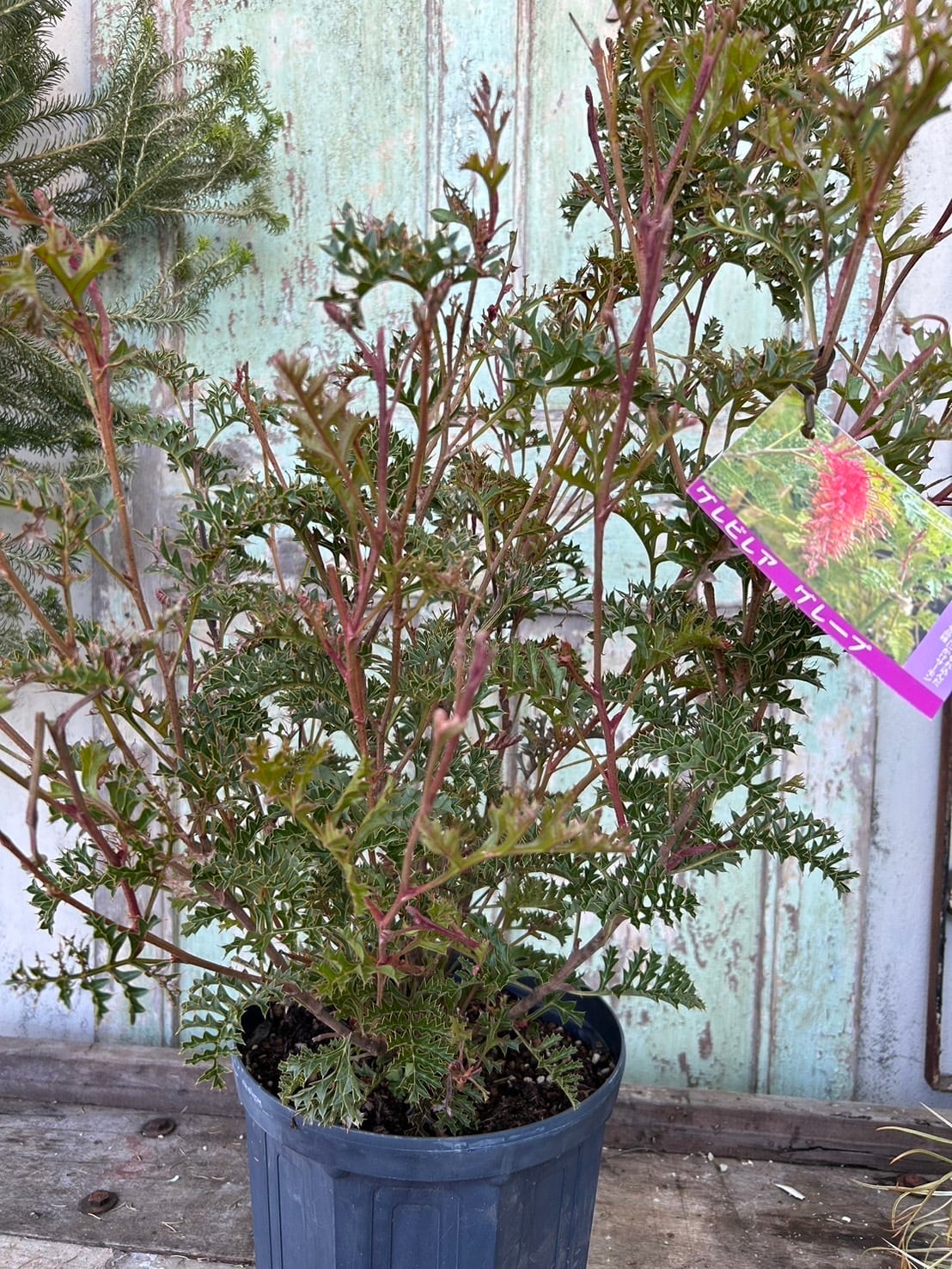 グレープグレビレア① | 沼ノ上農園