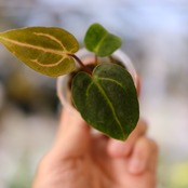 Anthurium Carlablackiae / アンスリウム カーラブラッキー⑫│観葉植物