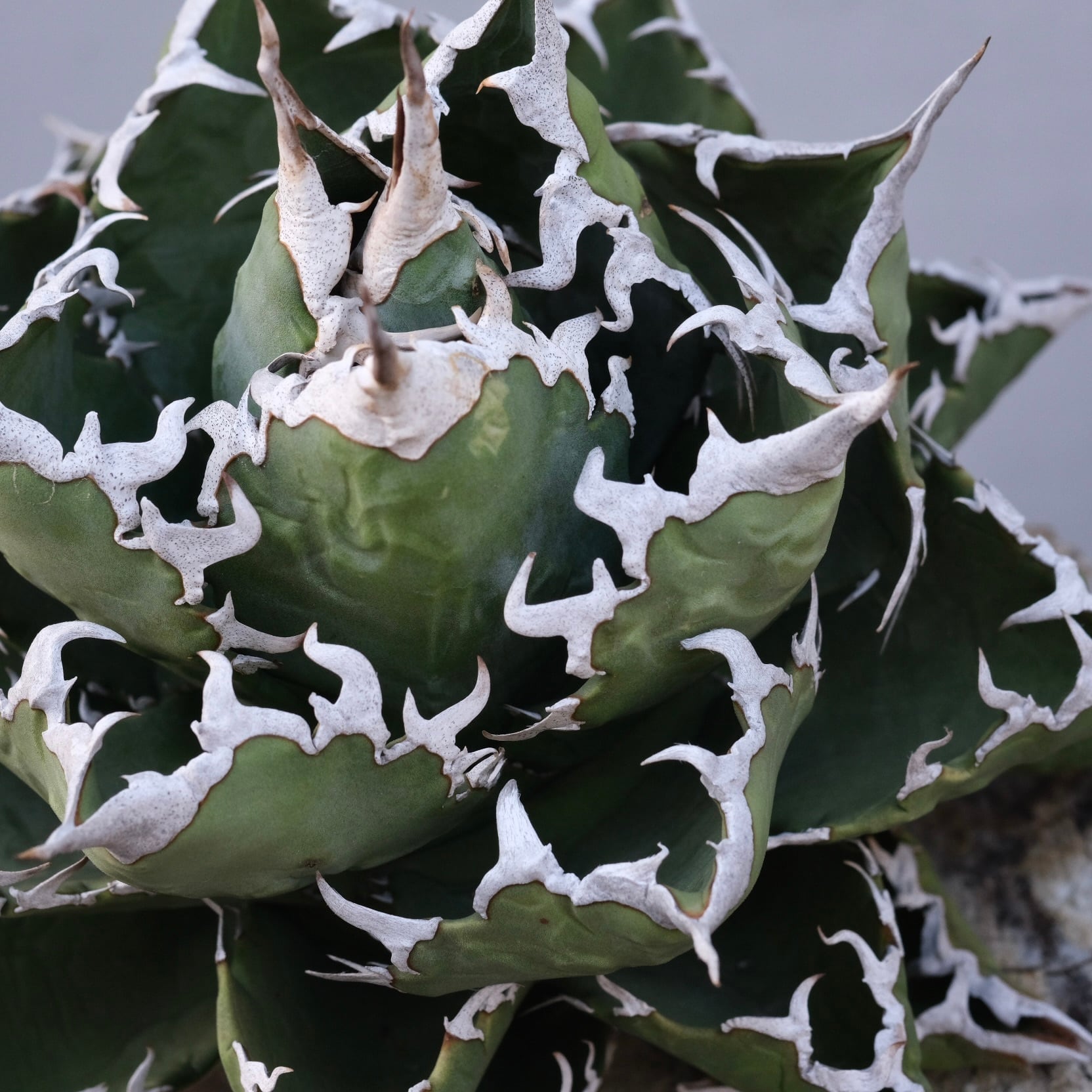 Agave titanota Wabi 狂棘夕映 ф 18cm （子株付） | wabi