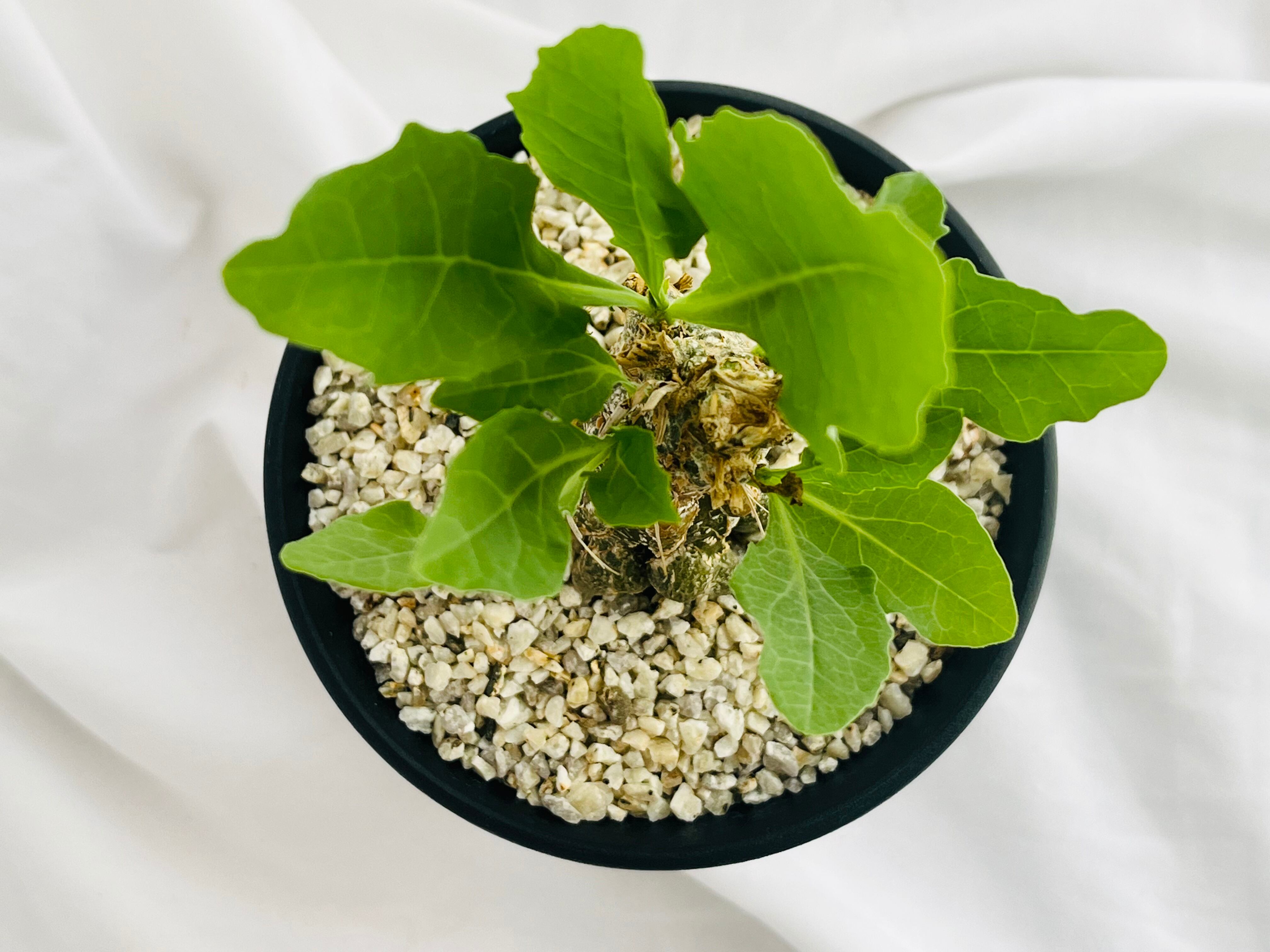 Cephalopentandra ecirrhosa ケファロペンタンドラ エキローサ 多肉
