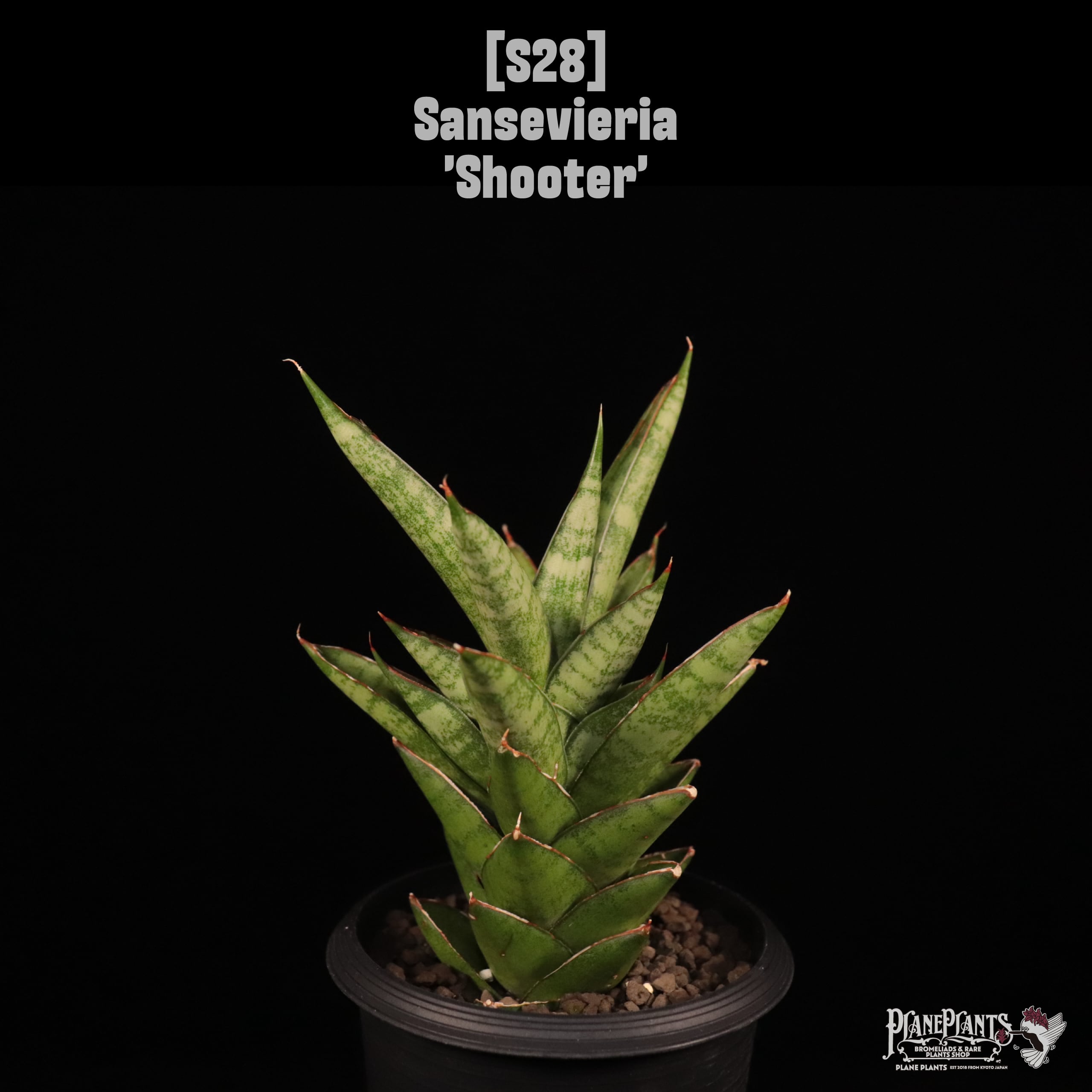 【送料無料】Sansevieria 'Shooter'〔サンセベリア〕現品発送S28