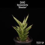 【送料無料】Sansevieria 'Shooter'〔サンセベリア〕現品発送S28
