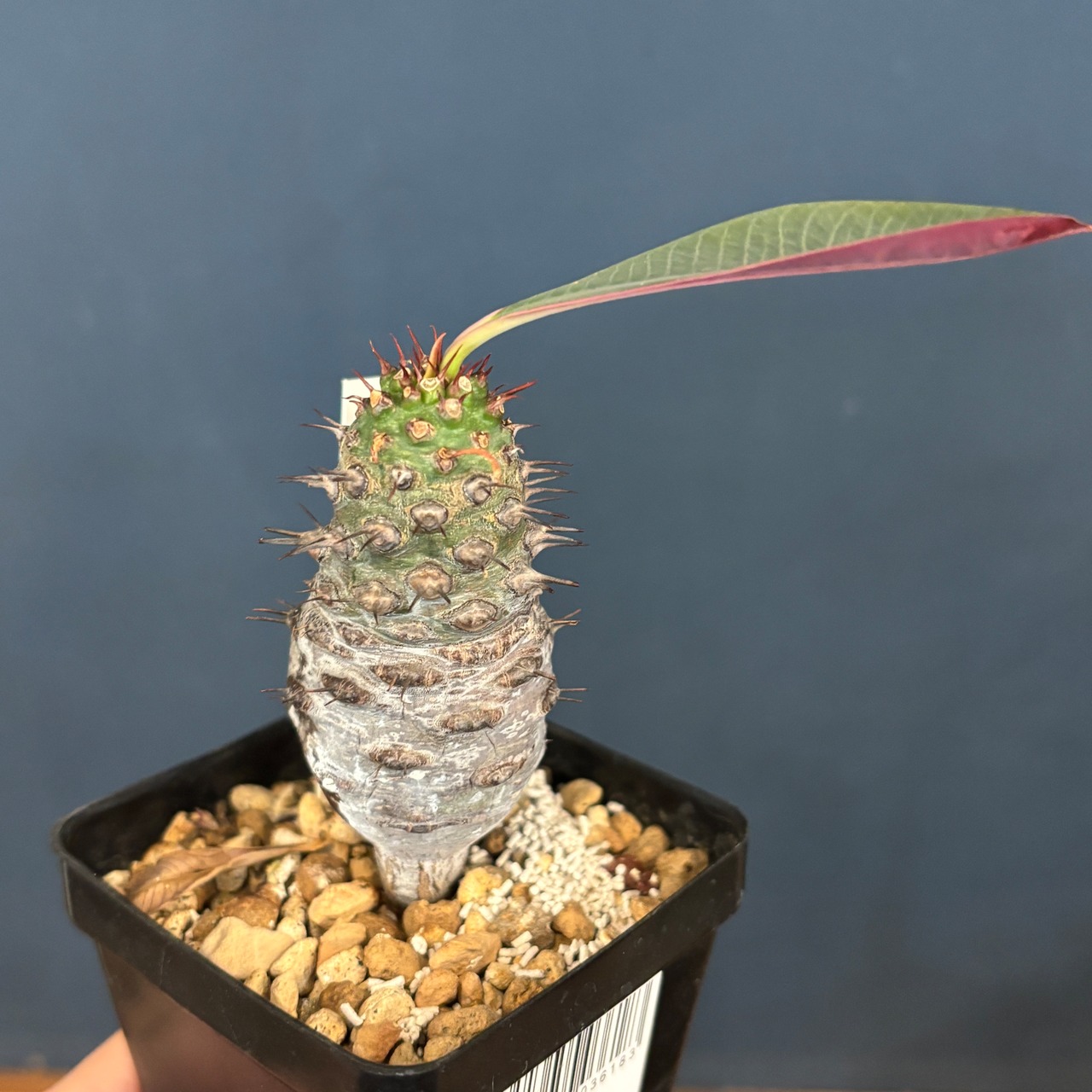 【現品】2026年 塊根植物福袋 30,000円