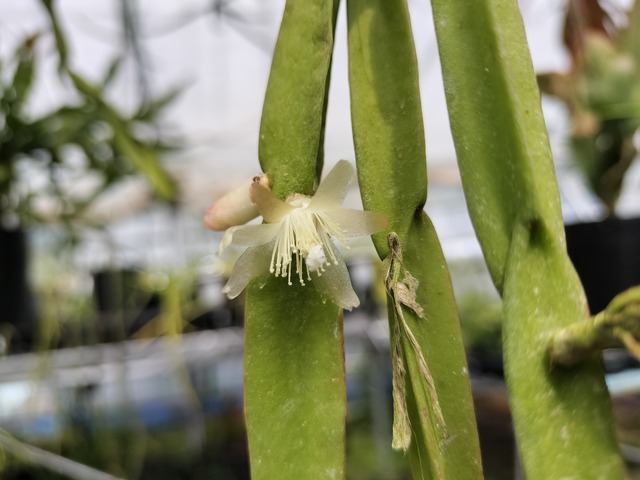 Rhipsalis paradoxa　３．５号　吊り鉢