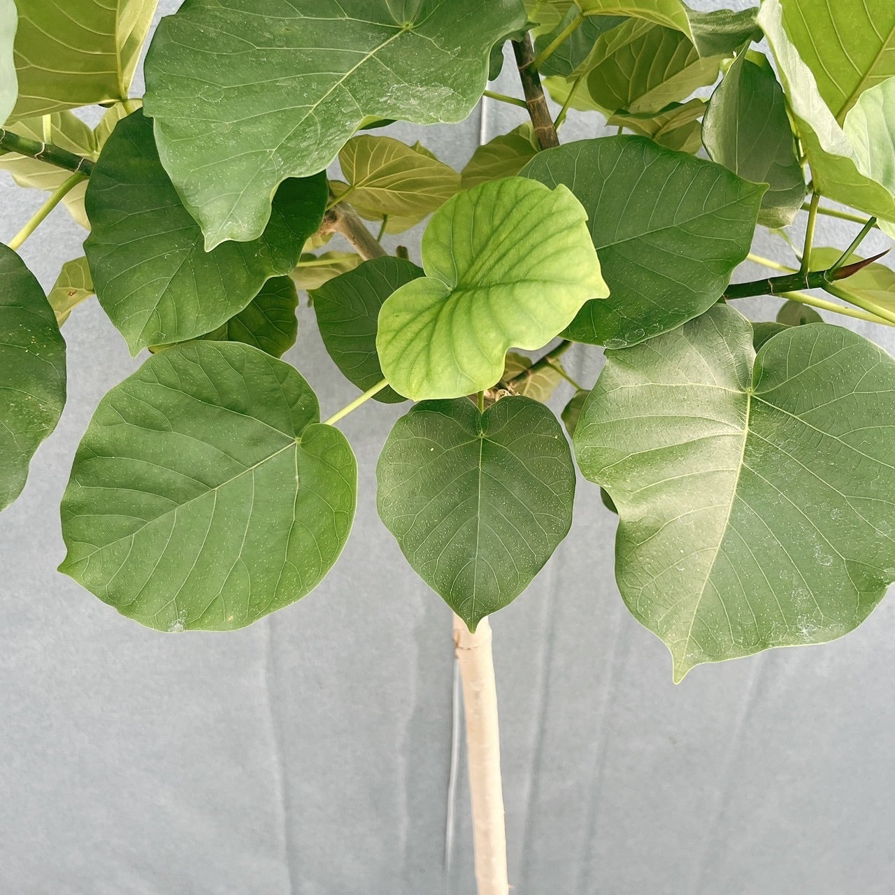 現品］20番 フィカス ウンベラータ 8号 観葉植物 室内 ゴムの木 人気