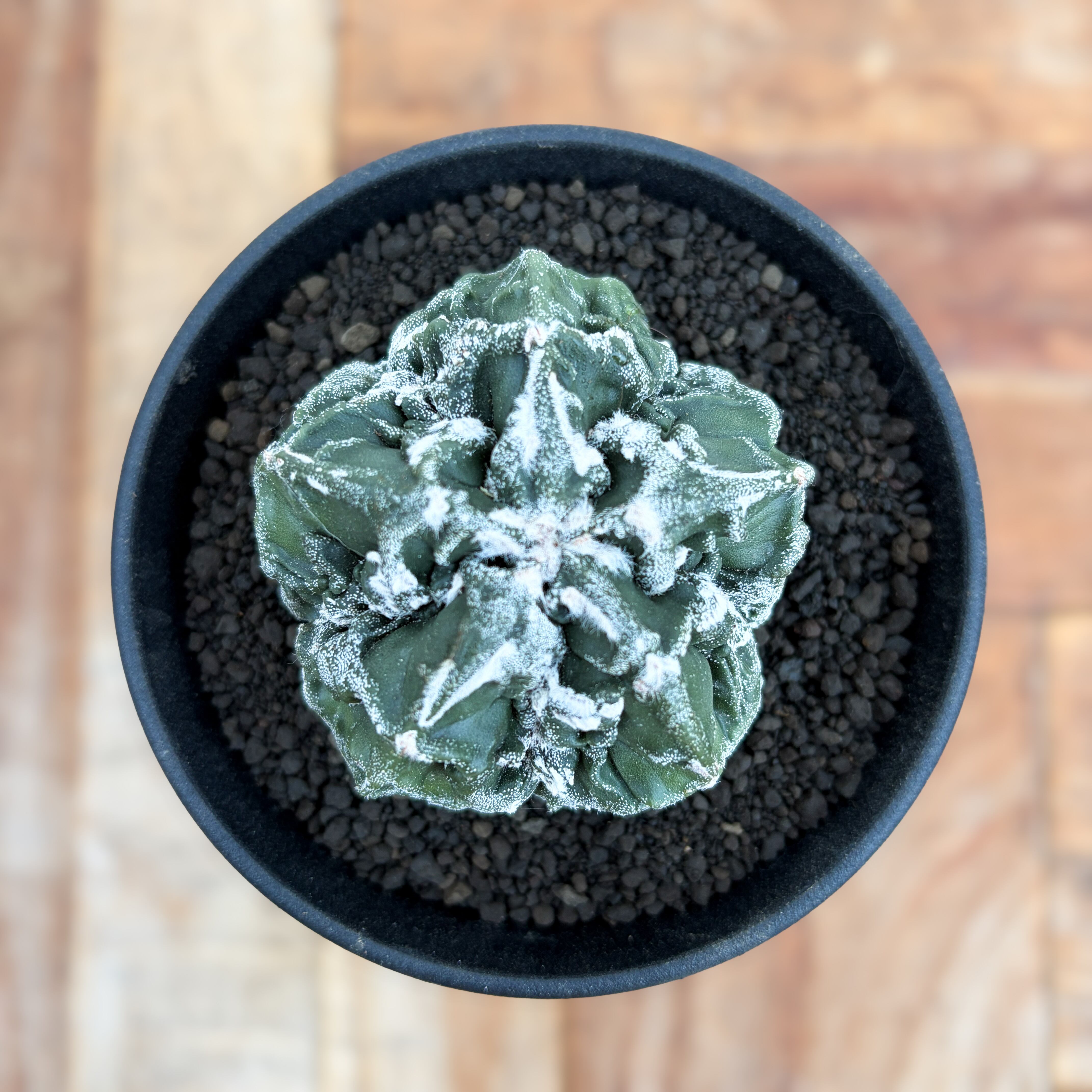 Astrophytum | RIMO'S GREEN 【Saboten & Succulent】