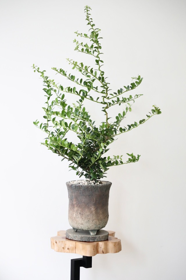 雲竜ツゲ/Ilex crenata ※陶器鉢付き