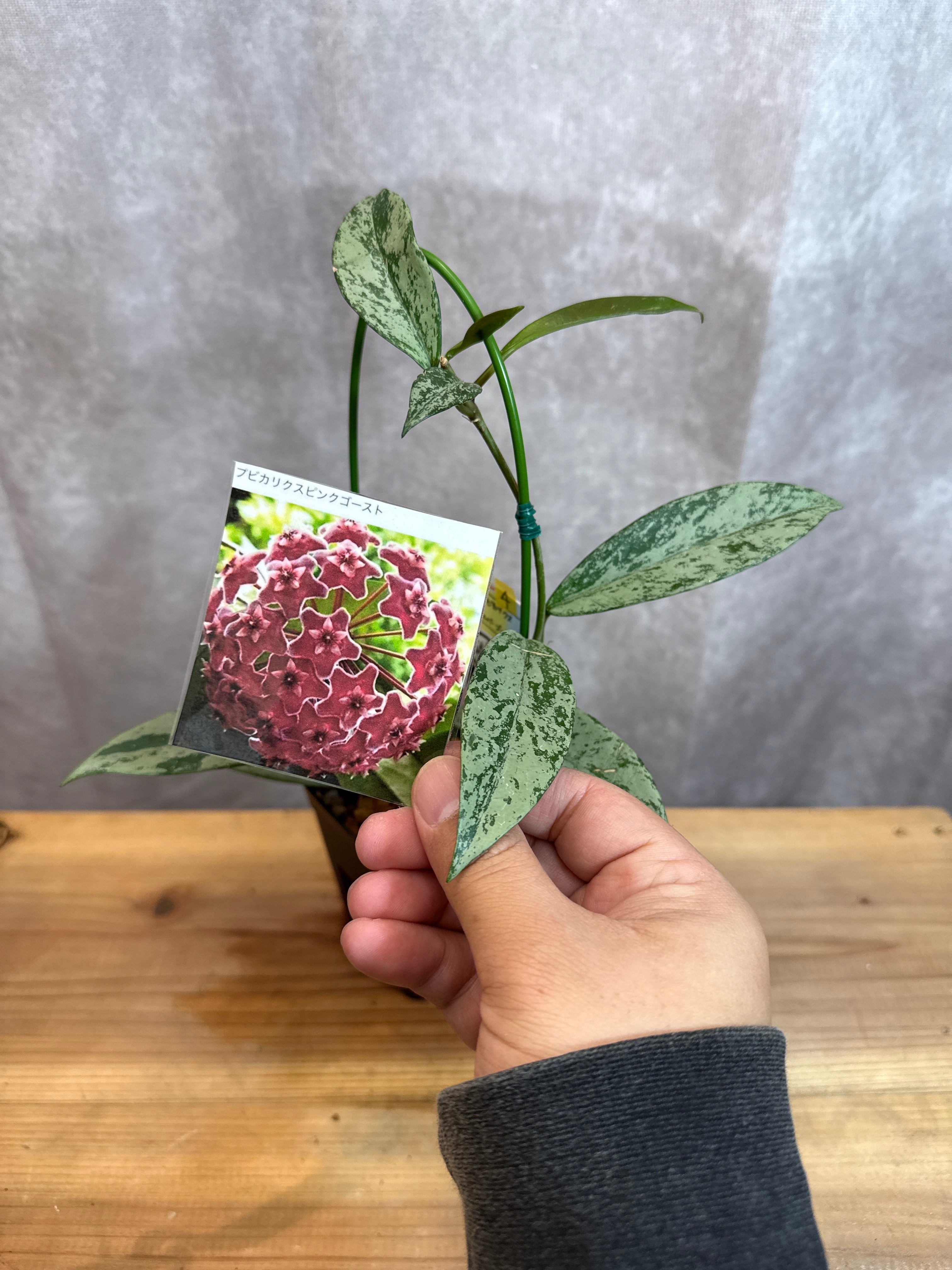 クッソニア スピカータ | Gardenえん 【観葉熱帯植物】