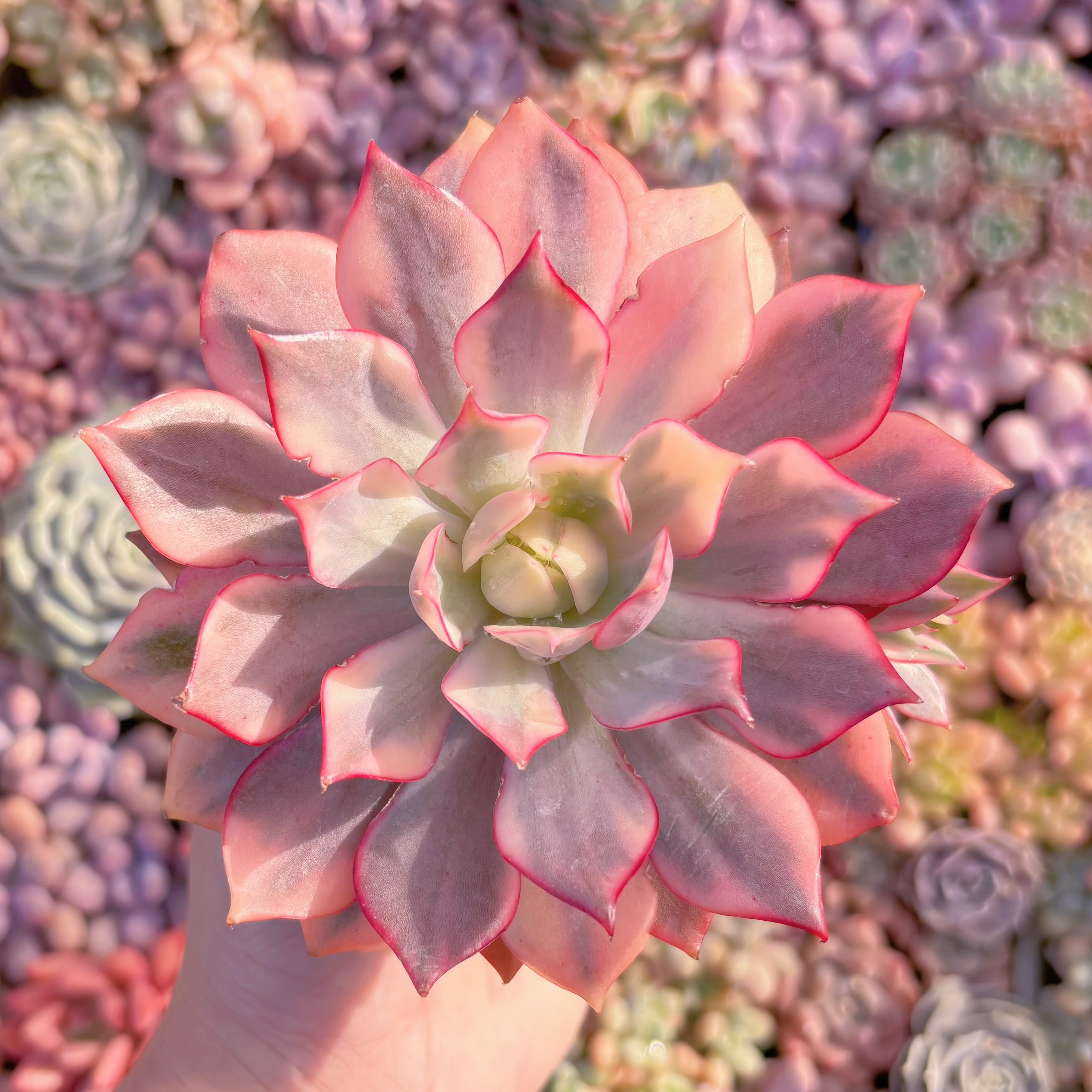 多肉植物　紅蓮錦　新入荷　るる農園