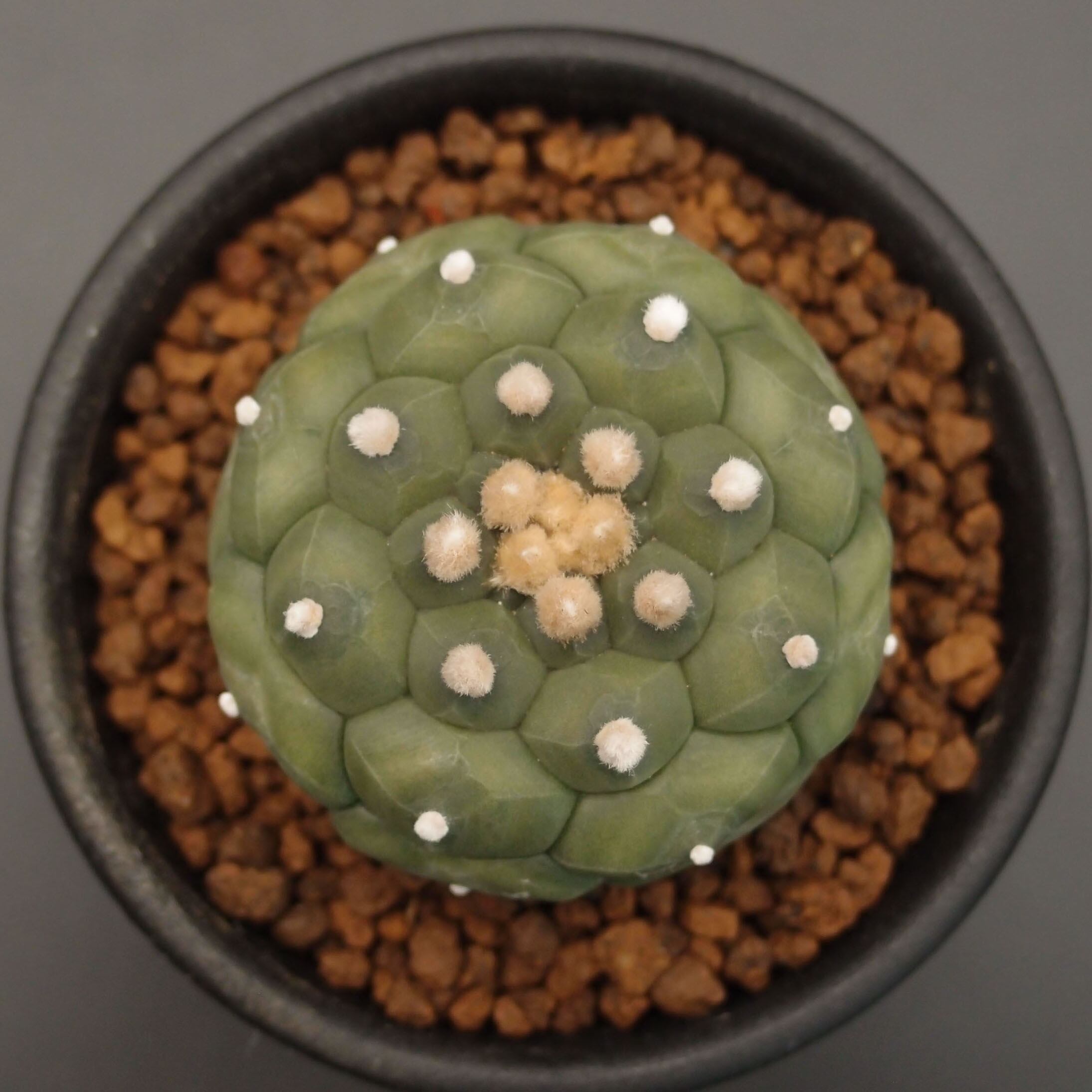 アストロフィツム属 | 万緑 BAN RYOKU