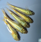 【現物】ゾンクレヘイキ普通体型　2ペア+1