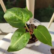 【交配種】アンスリウム クリスタリナム×マグニフィカム / Anthurium