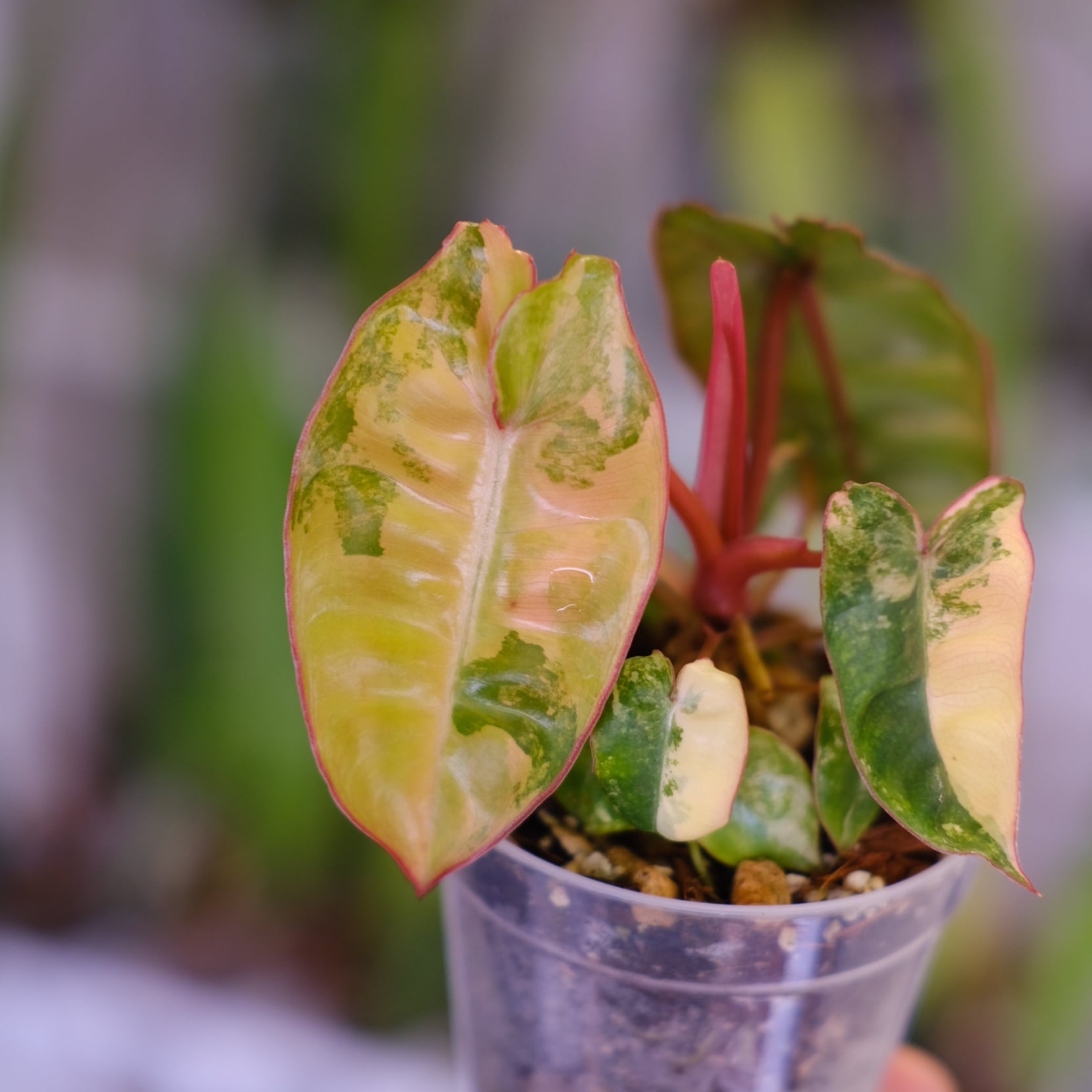 Philodendron billietiae variegated│フィロデンドロン