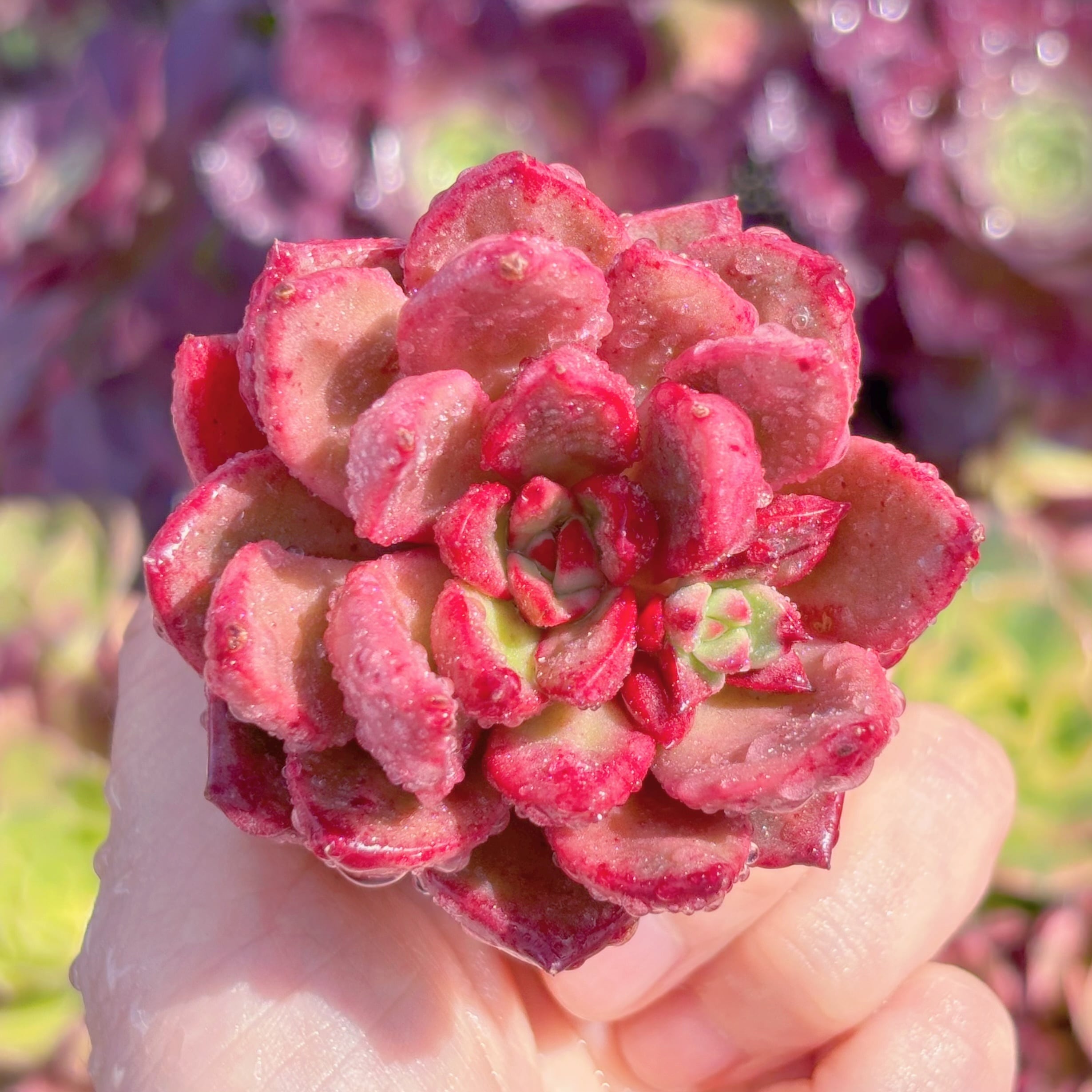 多肉植物 シャープトゥ 新入荷 るる農園 | るる農園~多肉植物専門