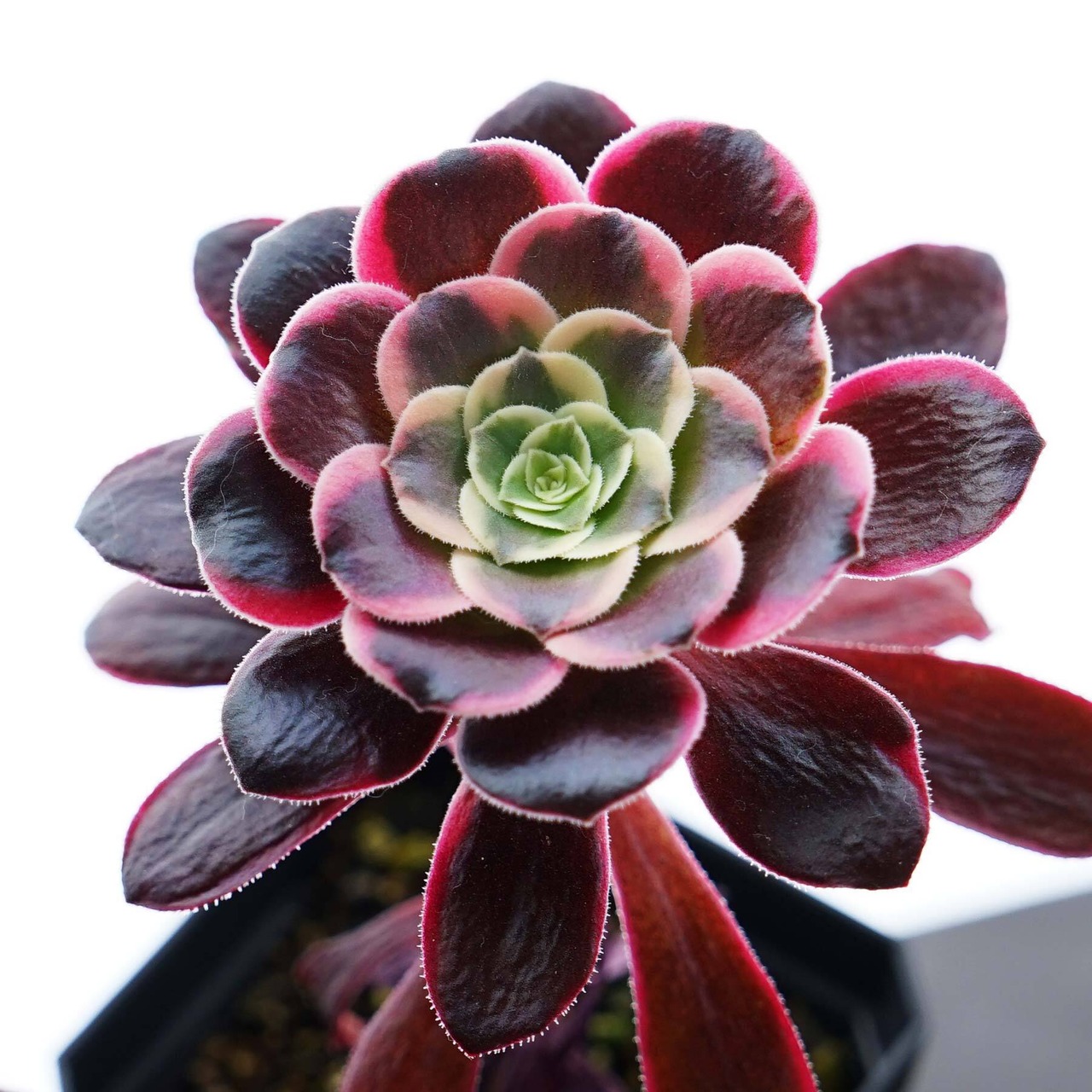 抜き苗 アエオニウム 札落ち（メデューサ？） 単頭 Aeonium sp. ('Medusa'?)