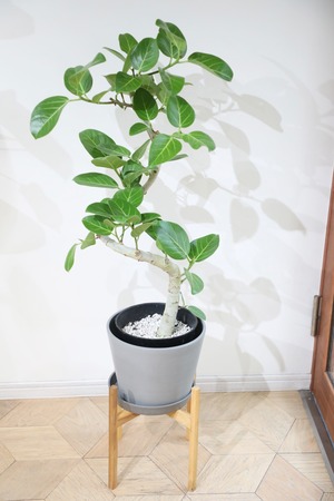 【L/99cm】フィカス ベンガレンシス/Ficus benghalensis ※エコポット鉢カバー付き