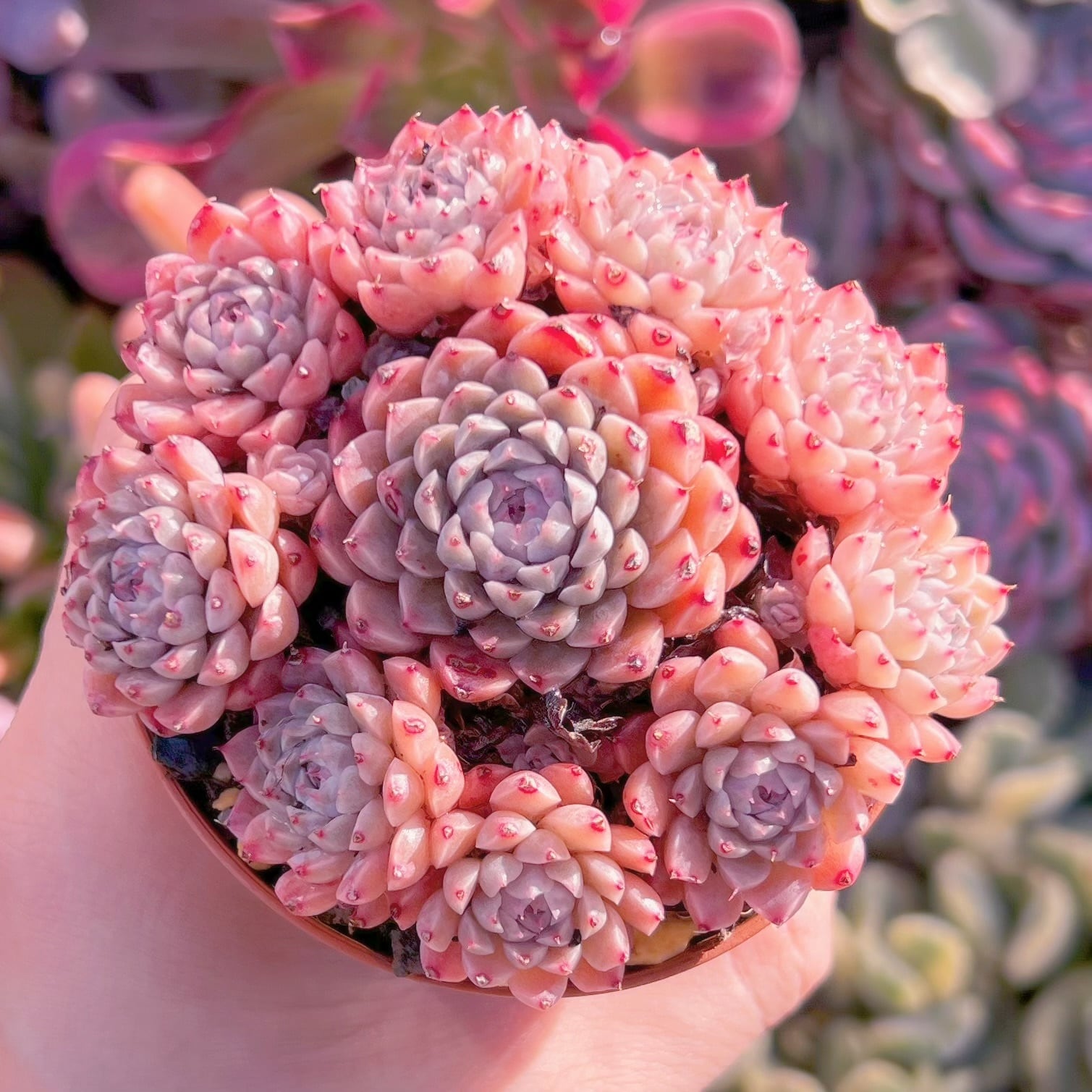 現品　メキシコミニマ#1180    群生　るる農園