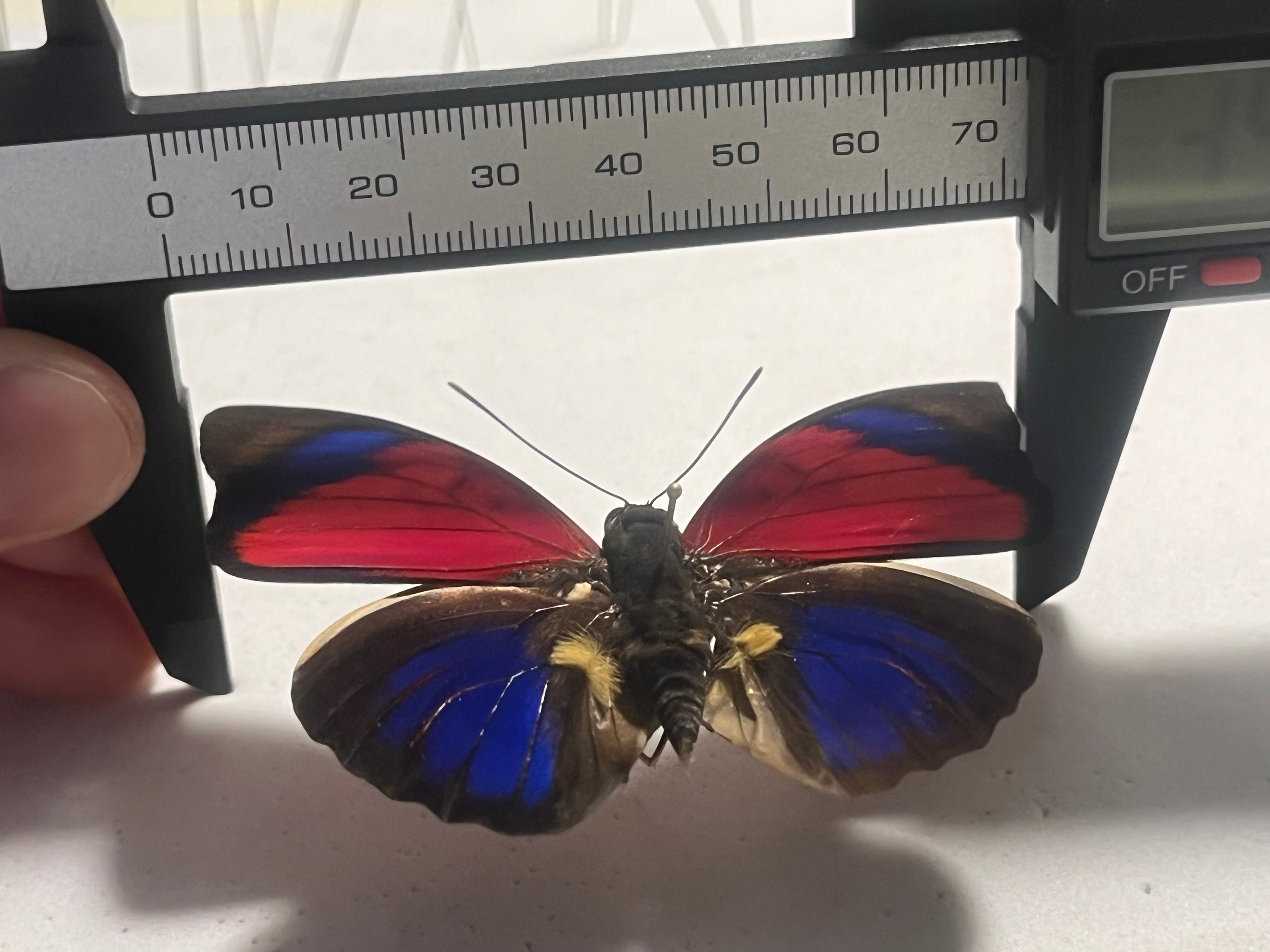 赤線極美】アグリアスクラウディナサルダナパルス♂ ミイロタテハ 蝶