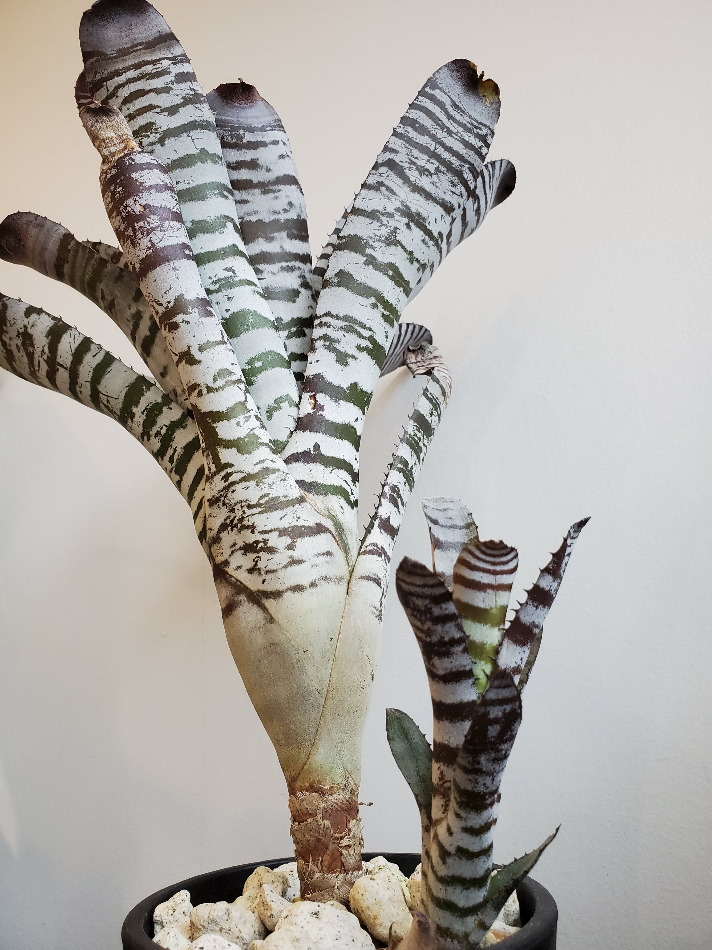 Aechmea chantinii youngturk 【artPLANTs】エクメア/タンクブロメリア