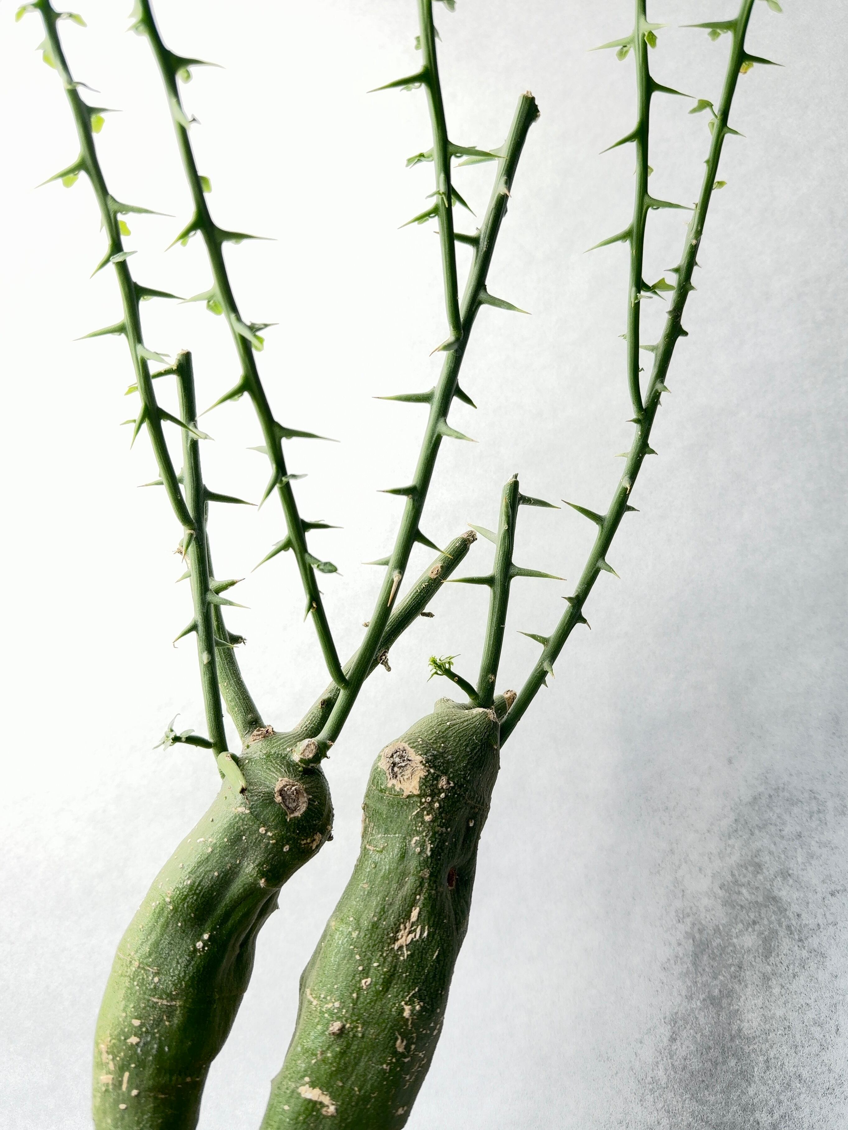 アデニア・グロボーサ(ダブルヘッド) | trigger