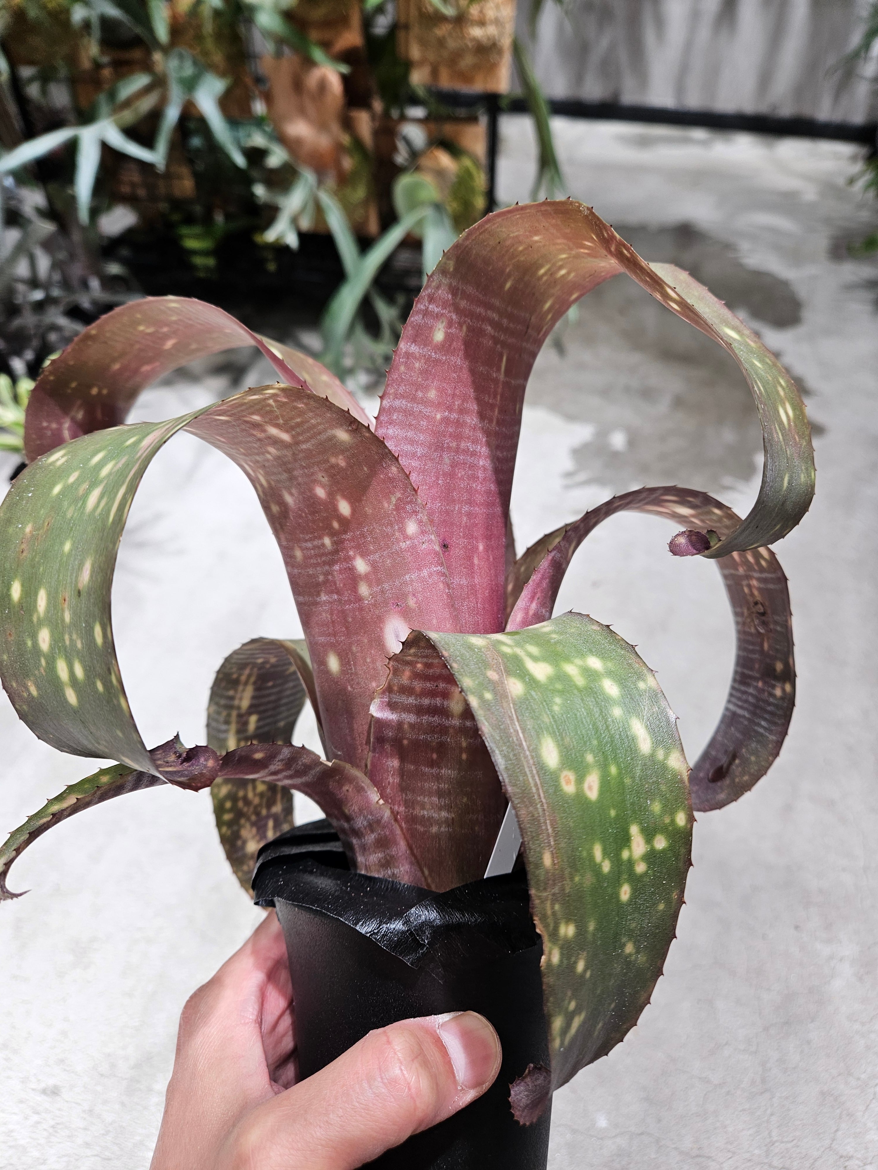 Bill.miz mollic 【artPLANTs/PLANTS GARAGE 】 ビルベルギア