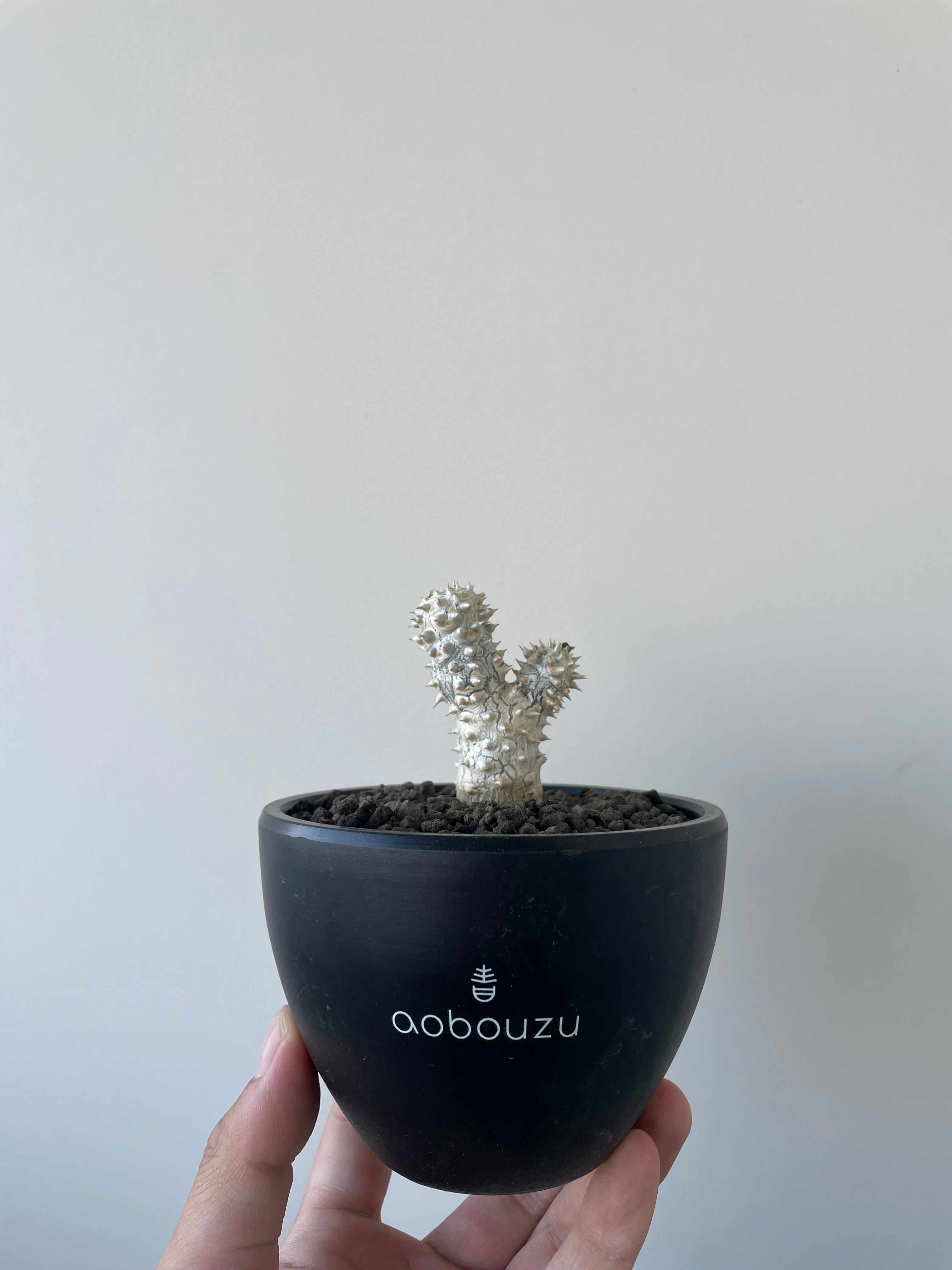 【新着】Pachypodium Tackyi 【激レア品種】パキポディウム タッキー_2