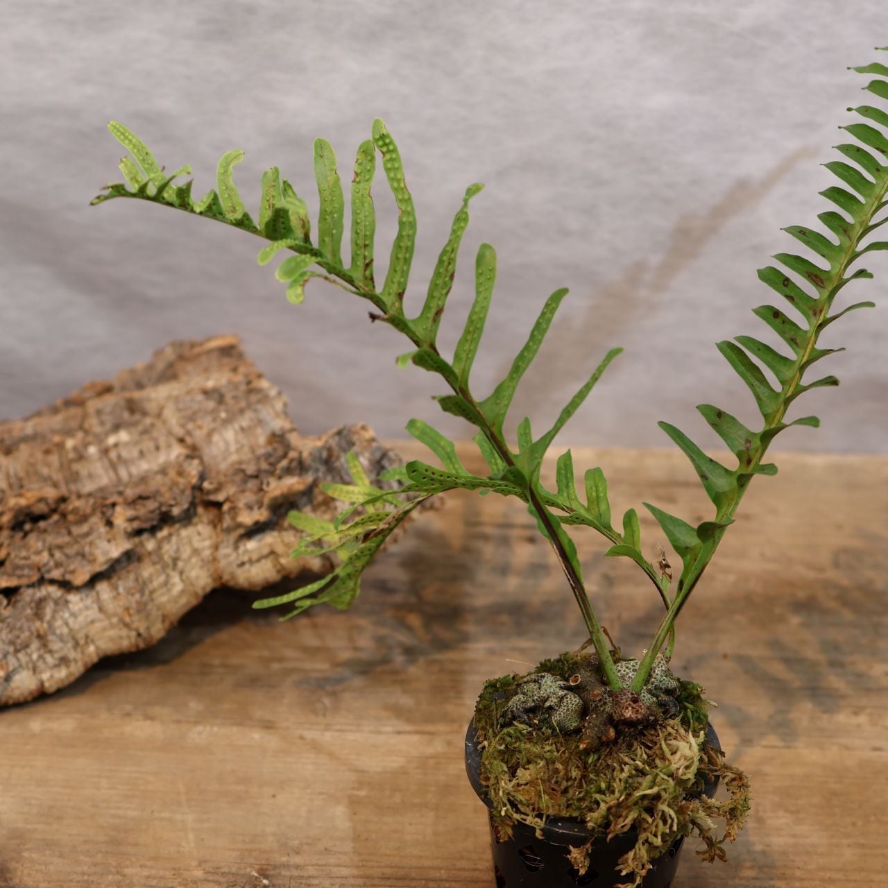 306 アリ植物×シダ植物『レカノプテリス ロマリオイデス Lecanopteris