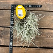 チランジア レドゥクタ【326】