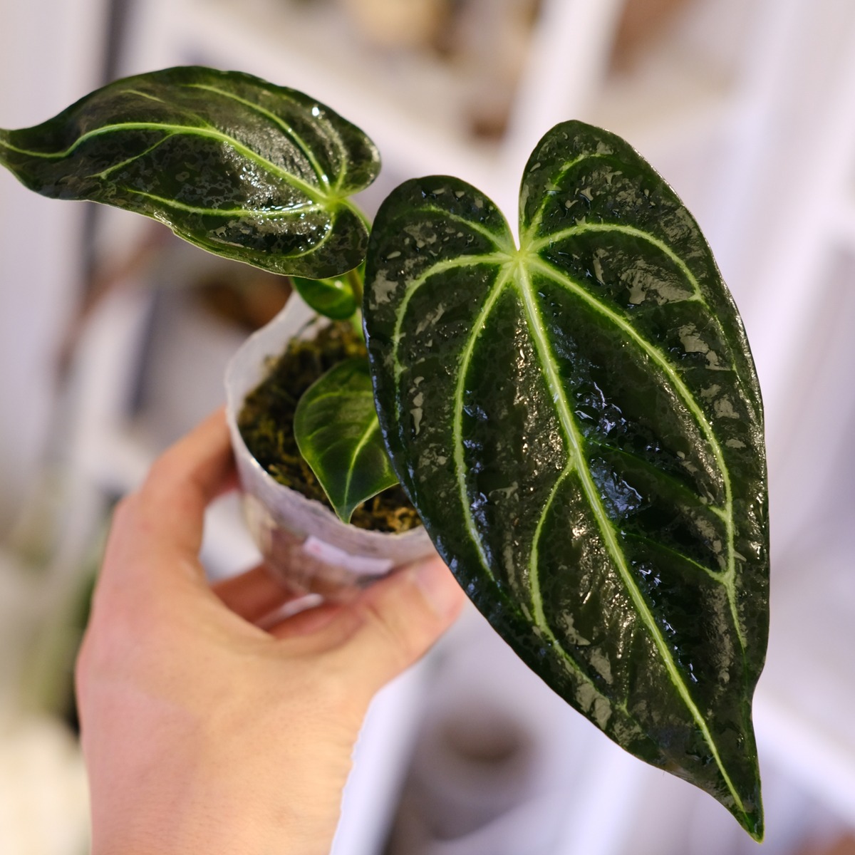 Anthurium Regale｜アンスリウム・レガレ｜観葉植物 | tokyoplants 