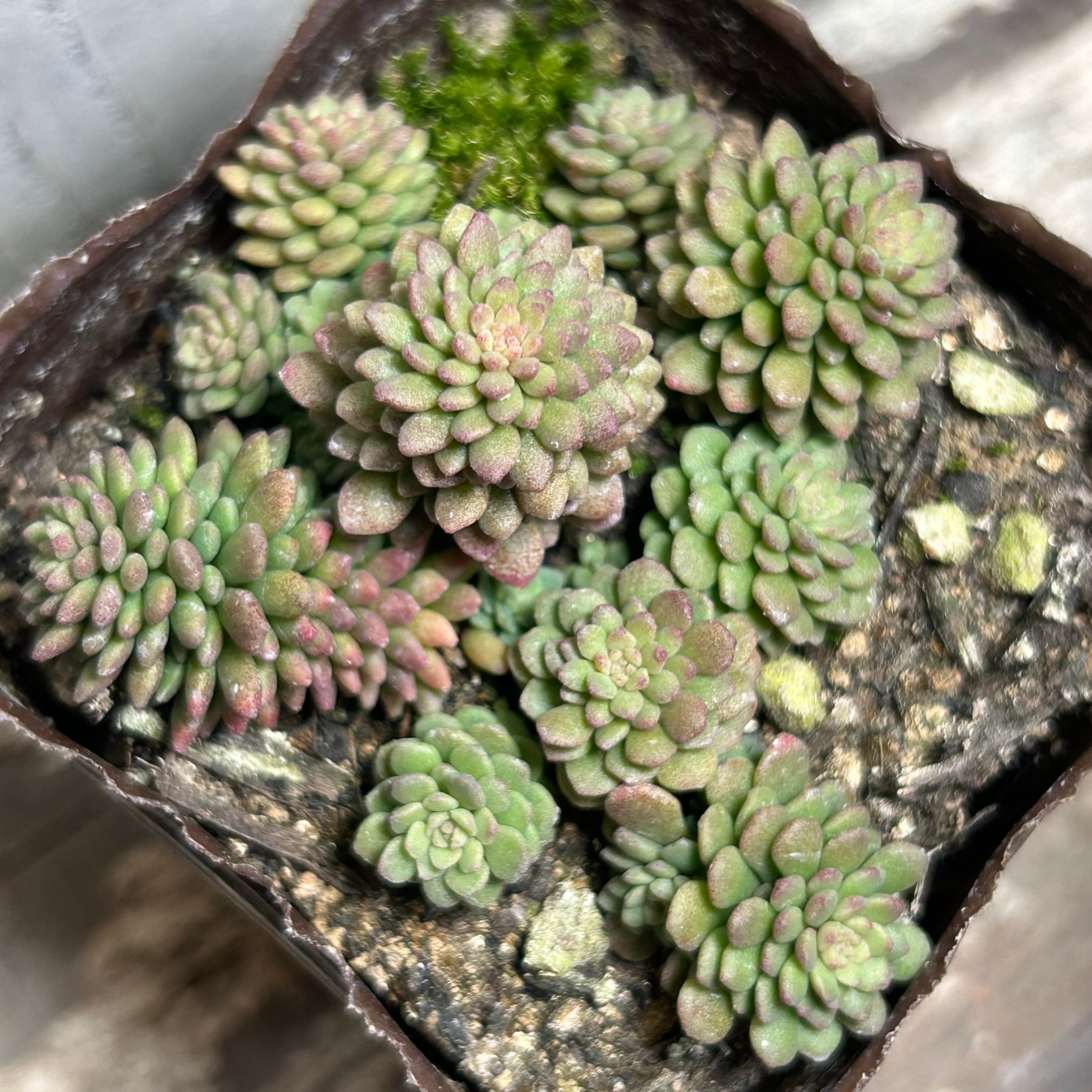 35#植物アエオニウム錦莲花座錦❤️ロータスホルダ錦❤️1大頭2小頭