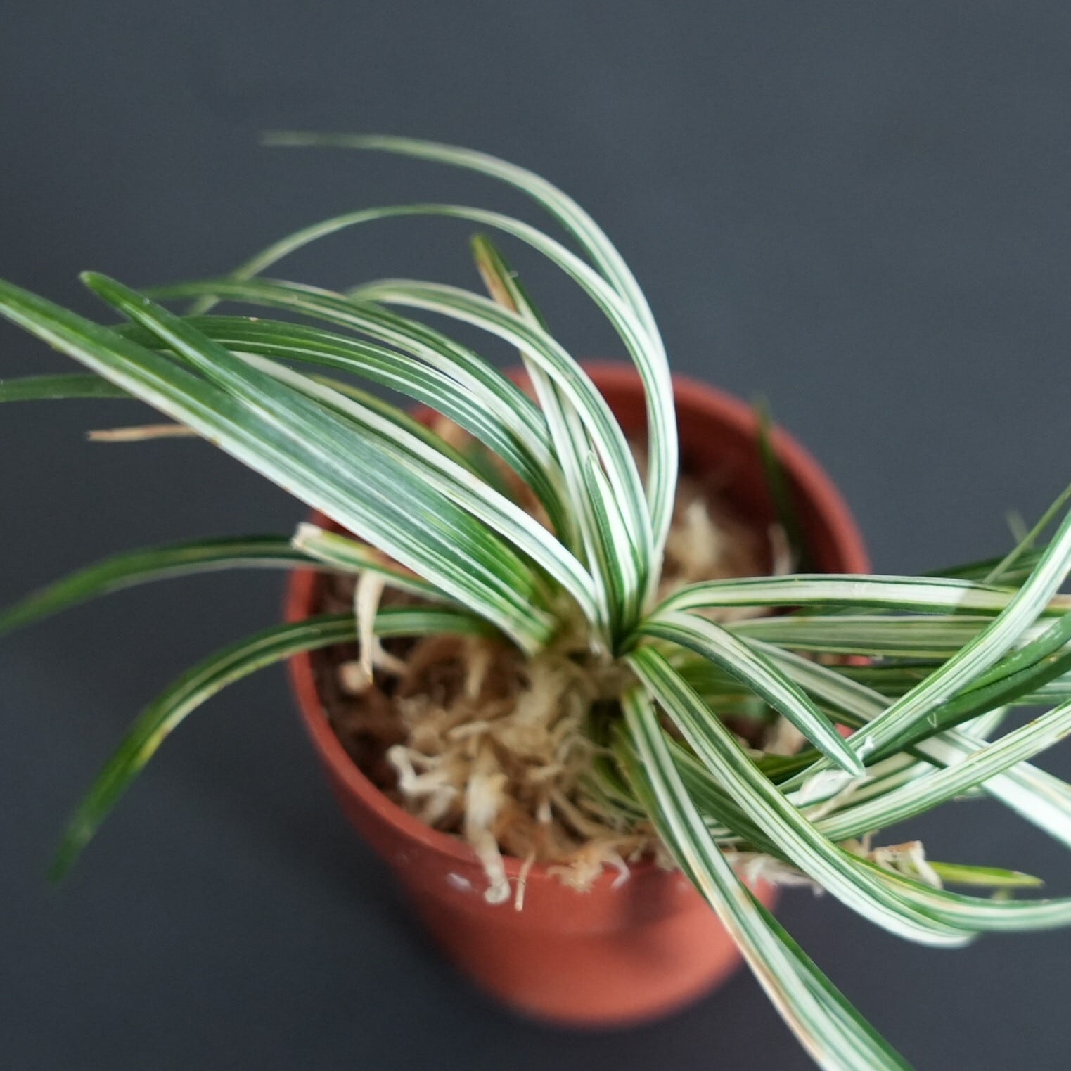 斑入りタマリュウ Ophiopogon japonicus 苔テラリウム作製用素材 | 苔
