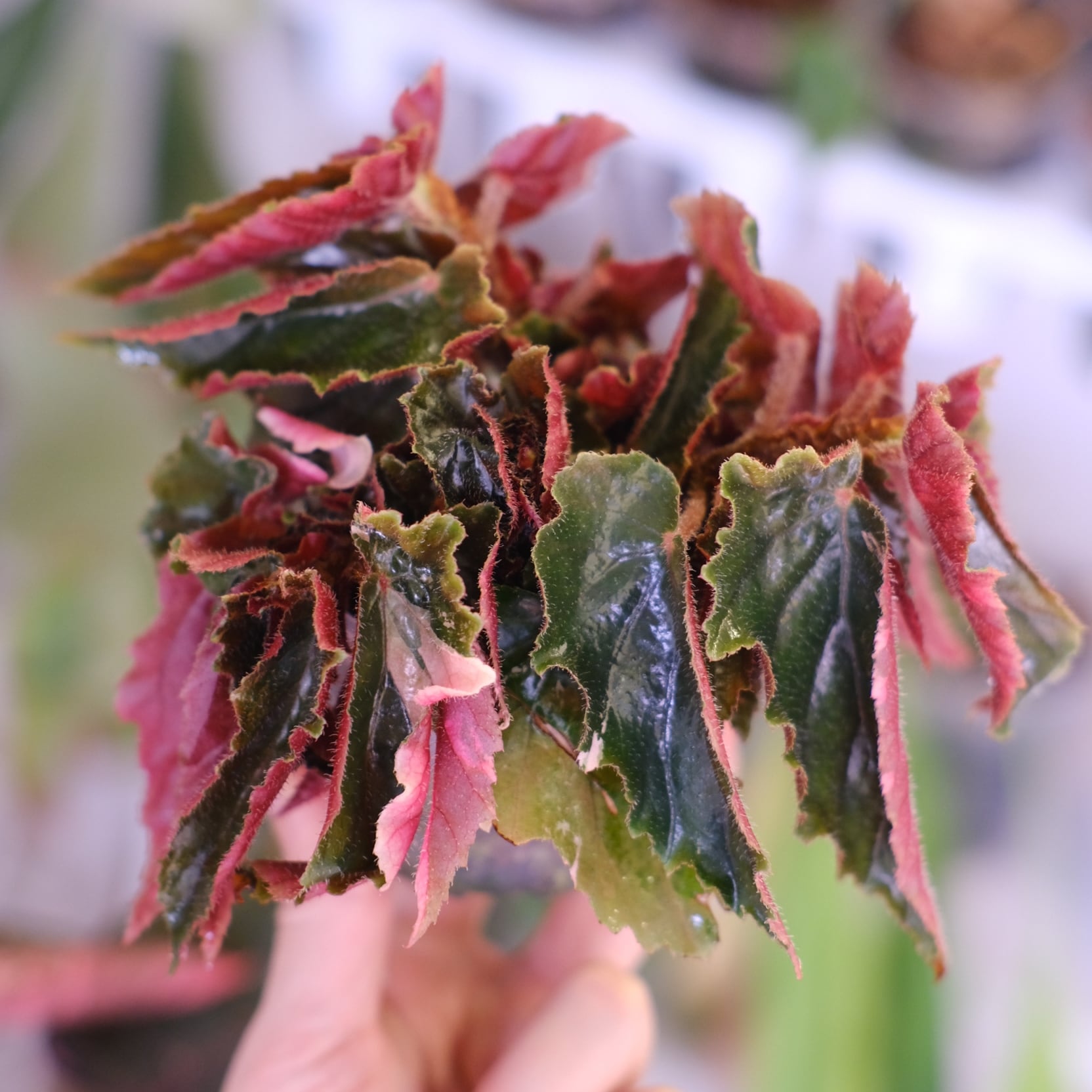 ベゴニア / Begonia | tokyoplants / 観葉植物専門店